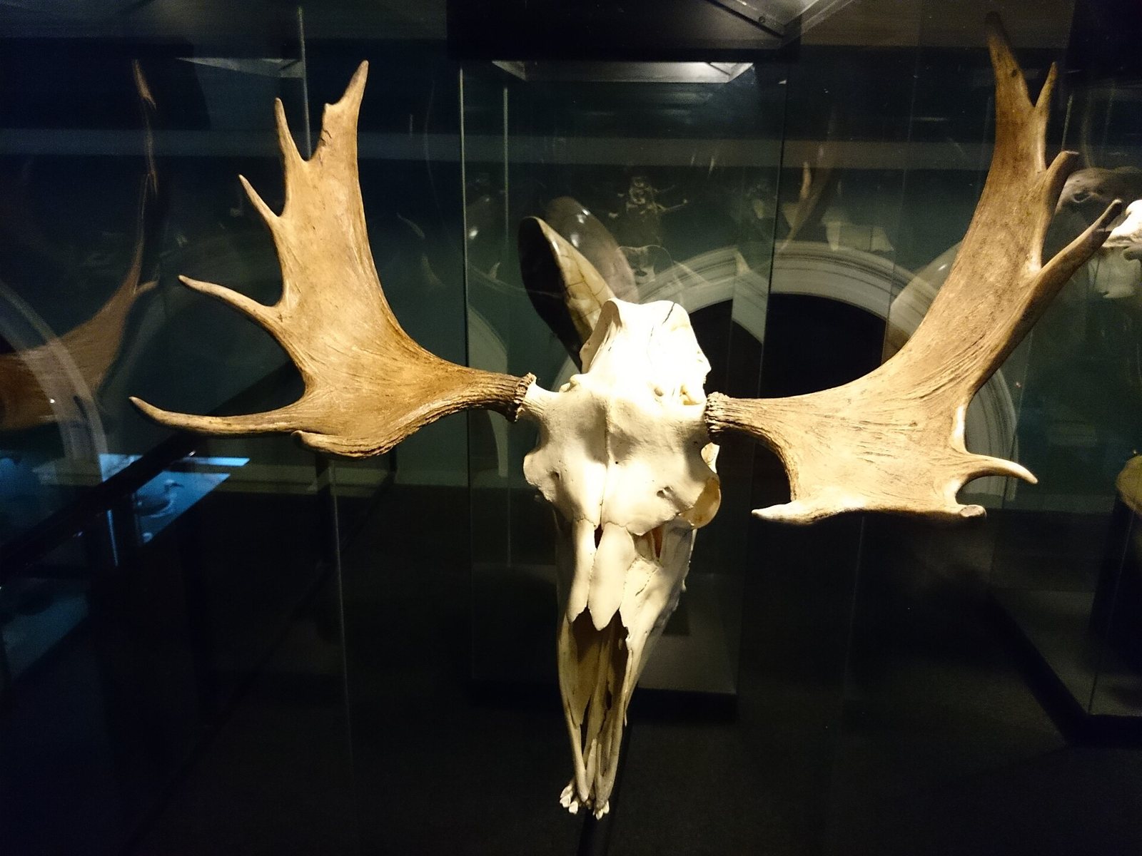 A moose skull with broad palmate antlers mounted in a museum display case against a dark background