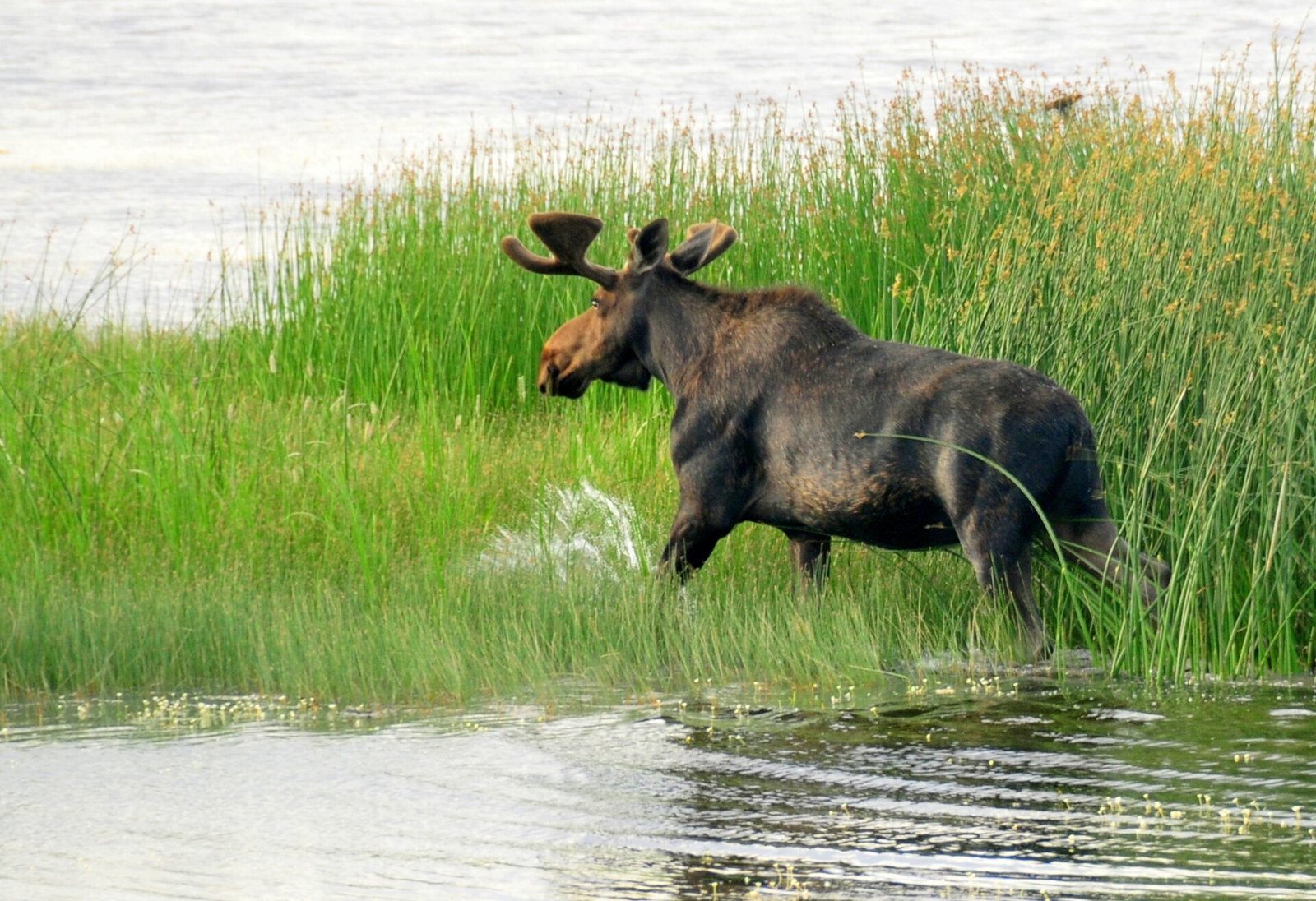A bull moose with velvet-covered antlers wading through tall green grass at the edge of a wetland