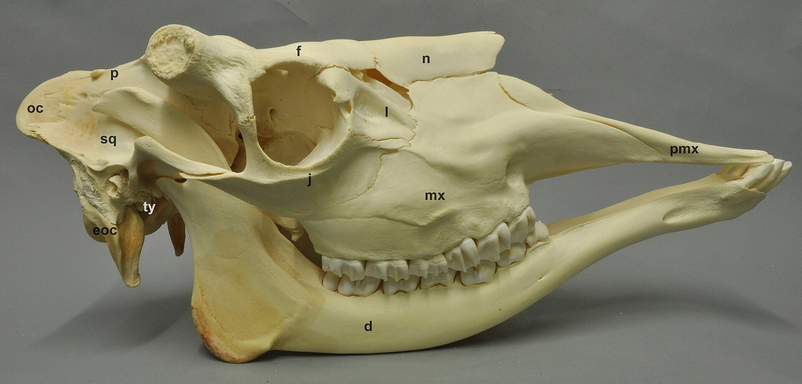 Side view of a male moose skull in a museum, with the long nasal region, the deep lower jaw, the row of cheek teeth and the large eye socket, with small anatomical letters marked on the bones, on a grey background