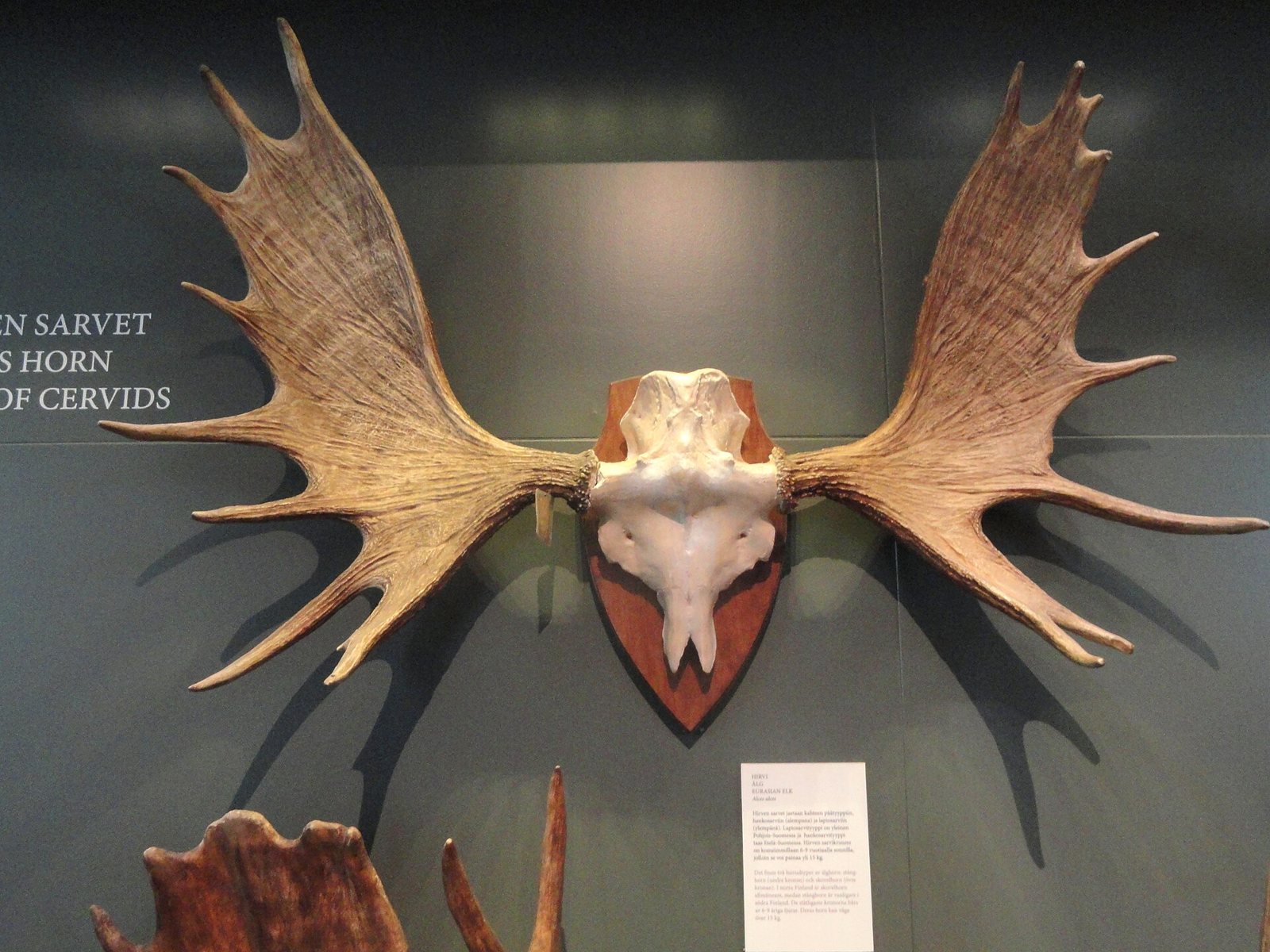 A very large pair of moose antlers with many tines mounted on a plaque with the skull, in a museum exhibit beside a label