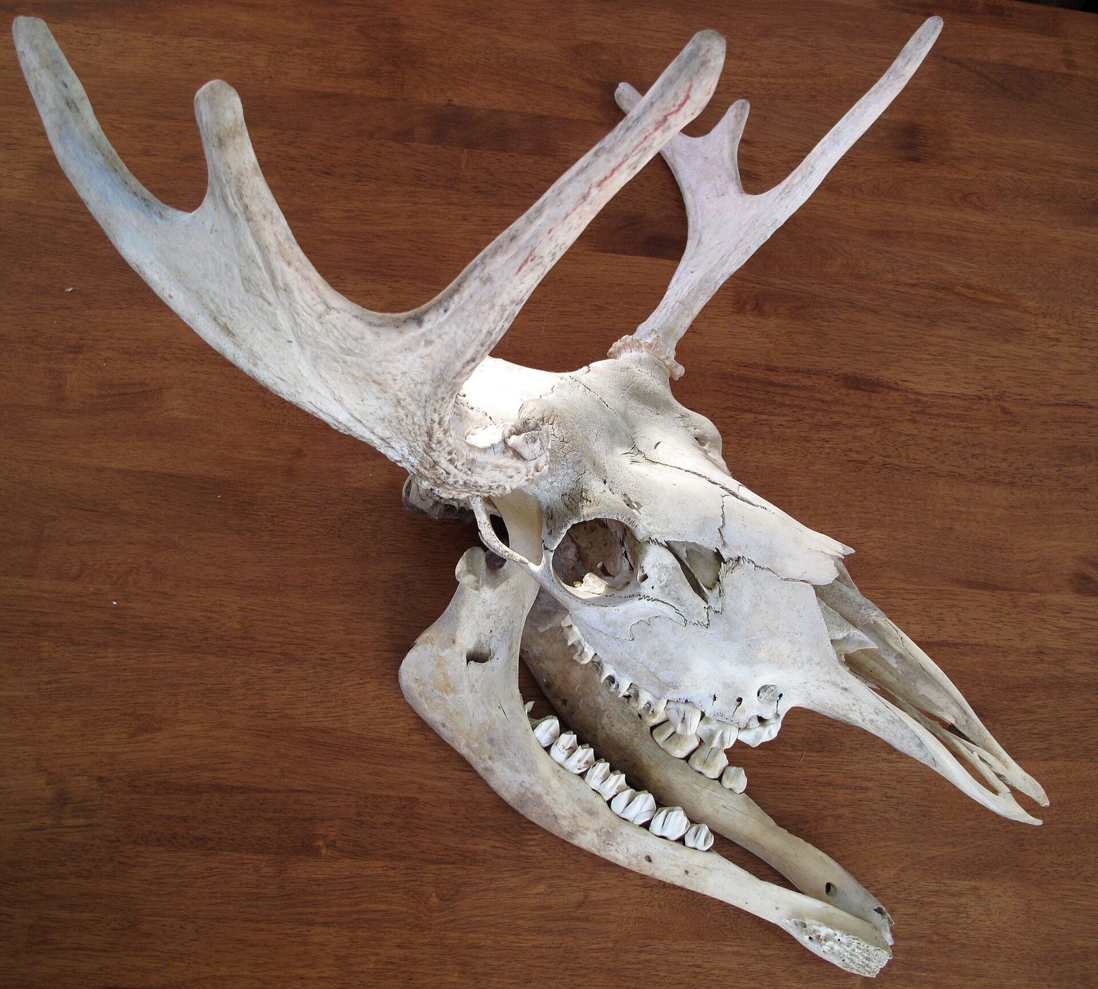 A moose skull with antlers resting on a wooden floor, tilted to one side with the jaw open, showing the long snout and the row of lower teeth
