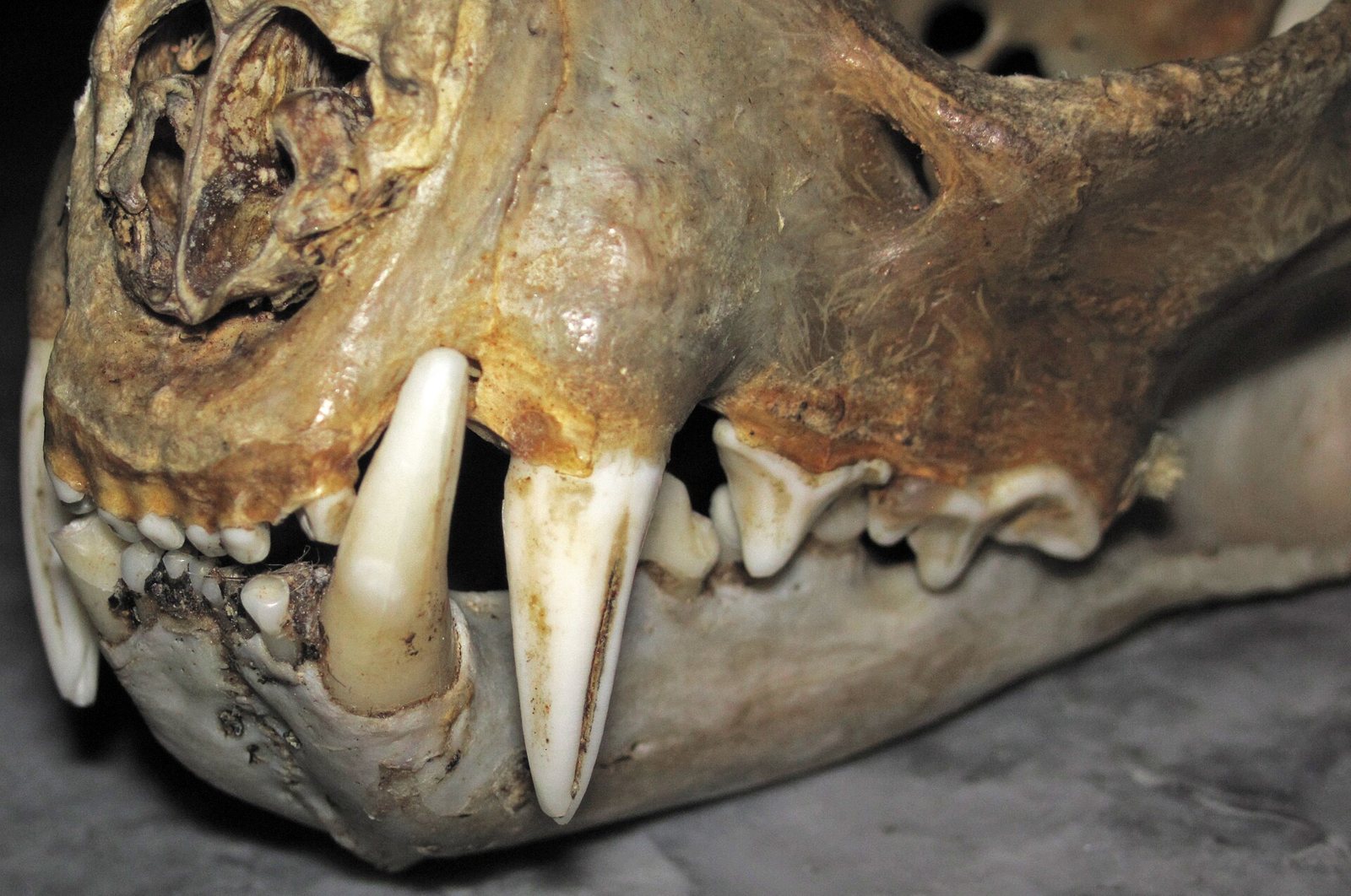 Close front view of a bobcat skull on a grey surface, showing the nasal opening, two long canines and the small teeth between and behind them