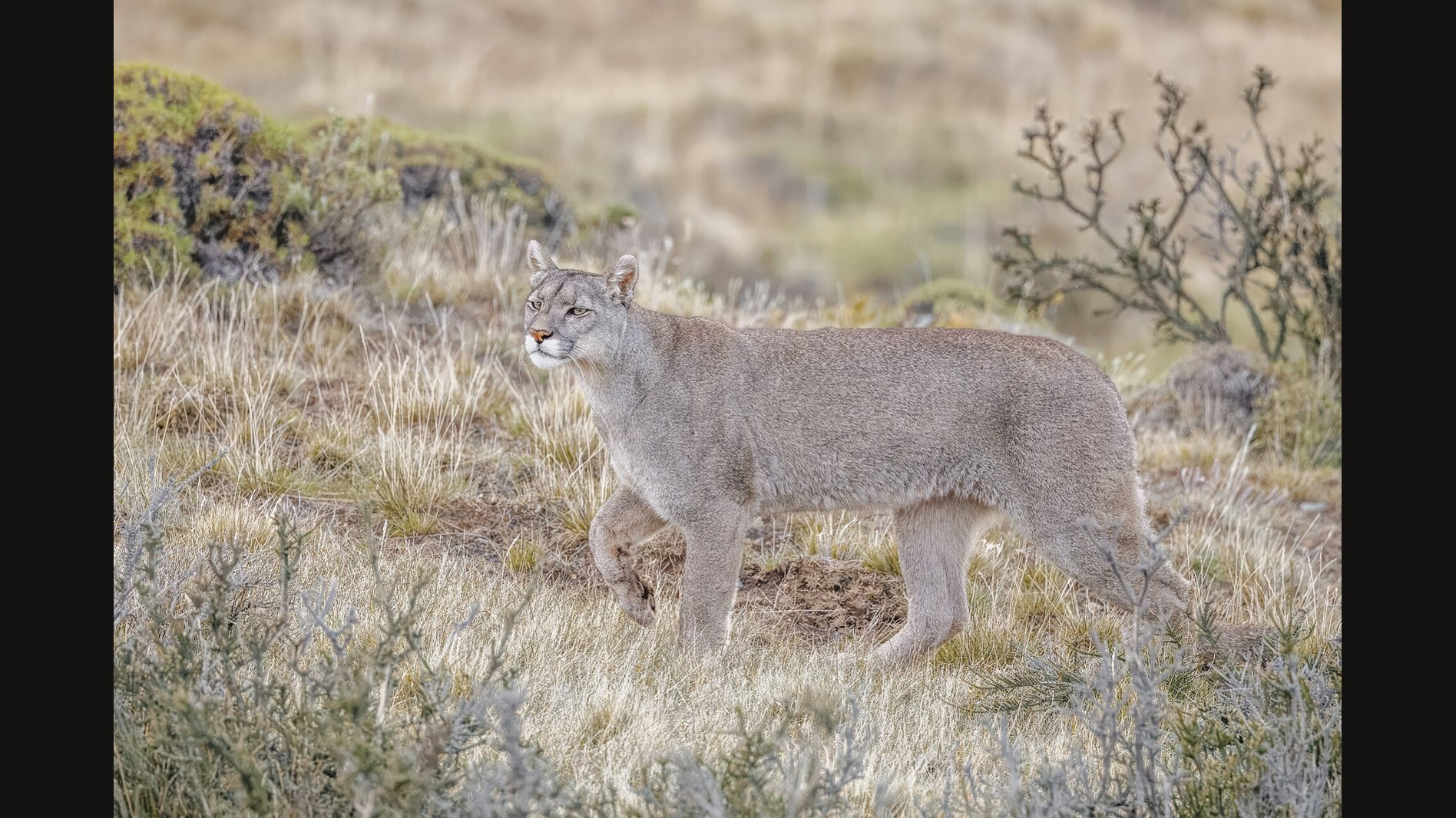 A tawny puma walking across a grassy hillside in Torres del Paine, Chile, looking ahead