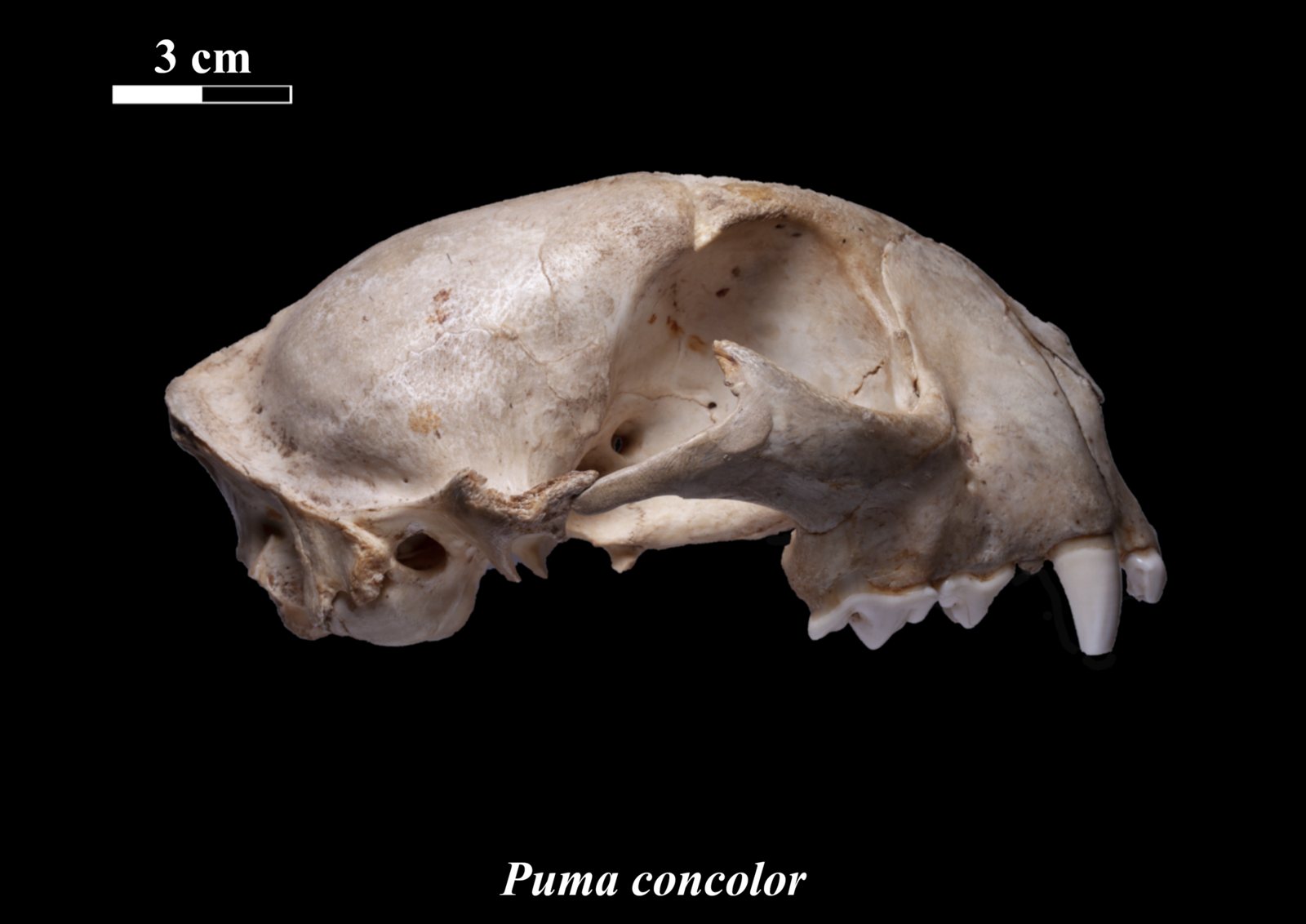 Side view of a puma skull on a black background with a 3 cm scale bar, showing a short, deep face, large canines and a rounded braincase