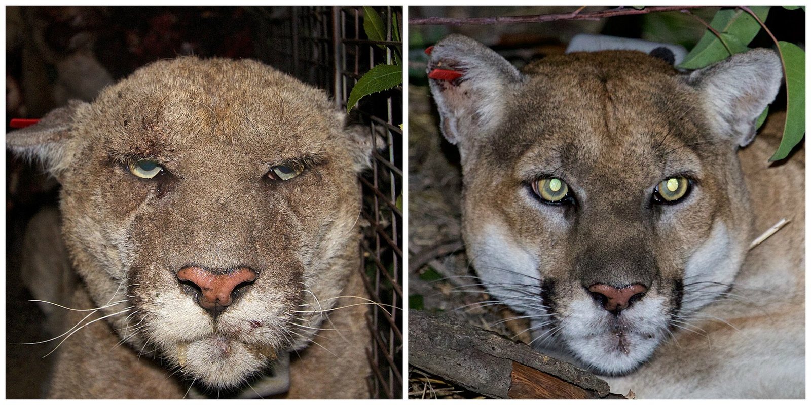Two close portraits of the mountain lion P-22: on the left a scabby, mangy face in March 2014, on the right healthy fur in December 2015