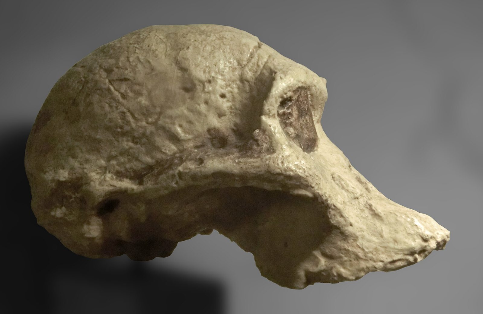 Side view of a pale cast of the Sts 5 skull: a low braincase, a heavy brow and a long face pushing forward, against a soft grey background