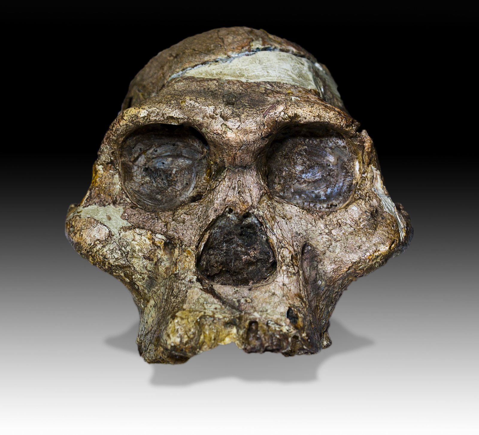 Front view of the Mrs. Ples skull: brown and fossilized, with deep eye sockets, a broad nose opening, a heavy brow, a pale patch across the top and no lower jaw
