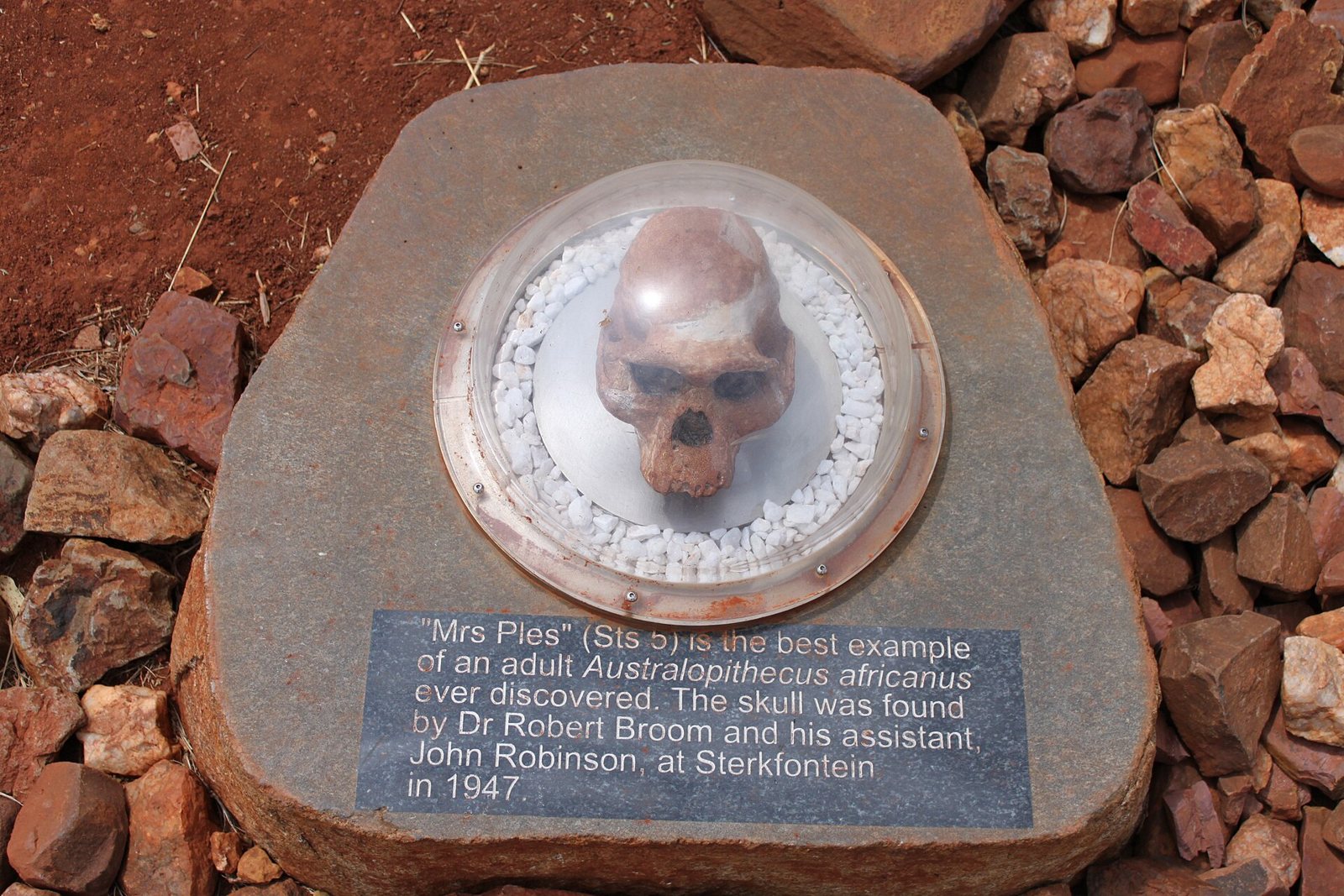 A small skull model under a clear dome on a slate plaque set among red rocks; the plaque names Mrs Ples, Sts 5, and the 1947 find by Dr Robert Broom and John Robinson at Sterkfontein