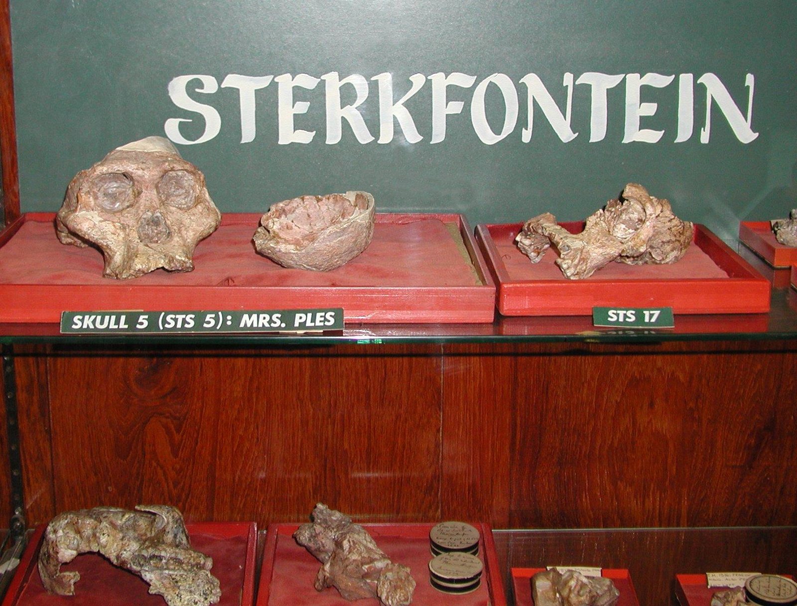 A glass display case under a green board reading Sterkfontein, with fossil skulls and fragments on red stands and a label reading Skull 5 (Sts 5): Mrs. Ples