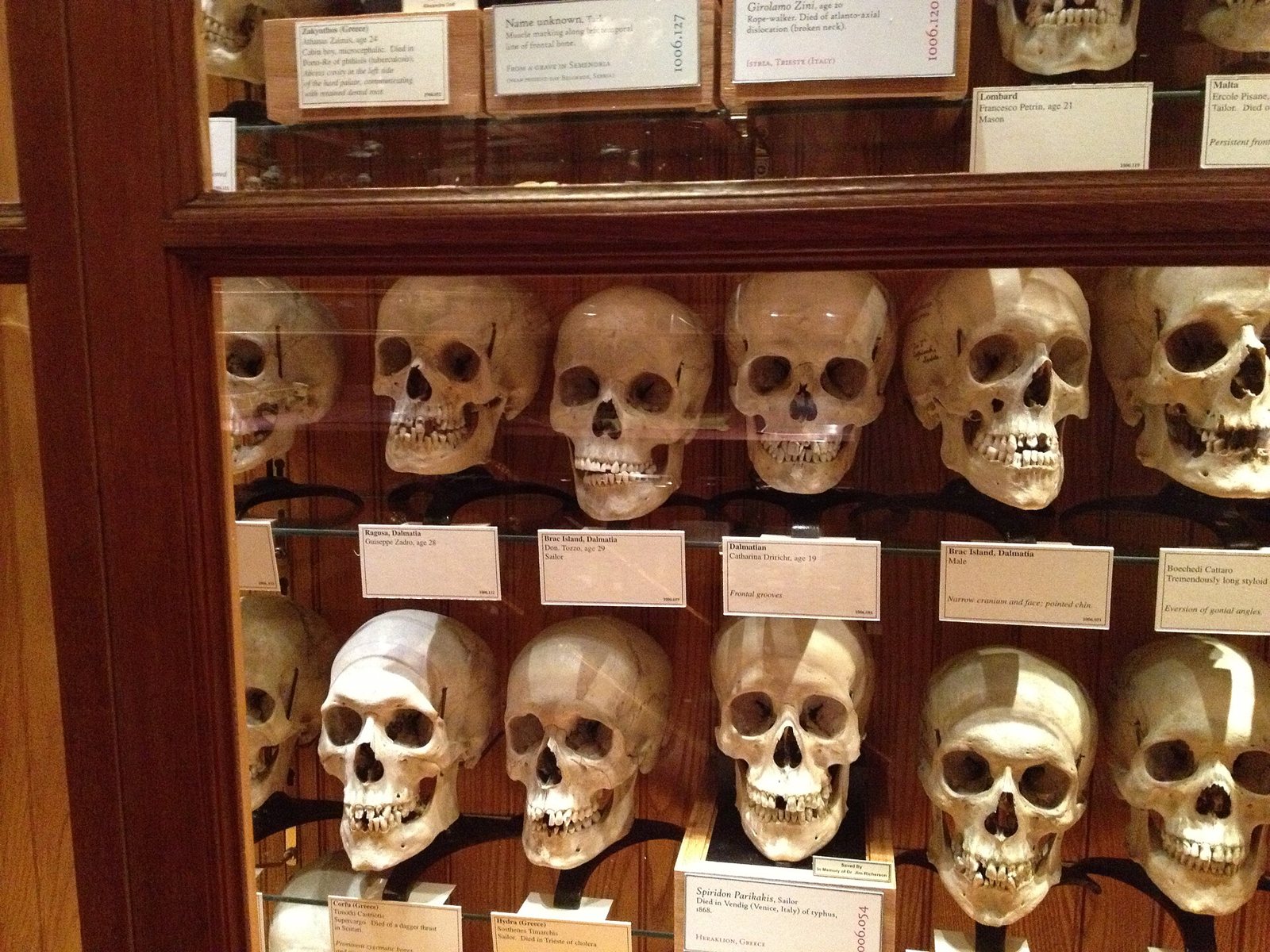 Rows of human skulls on wooden shelves in a glass-fronted case, each with a small printed label beside it