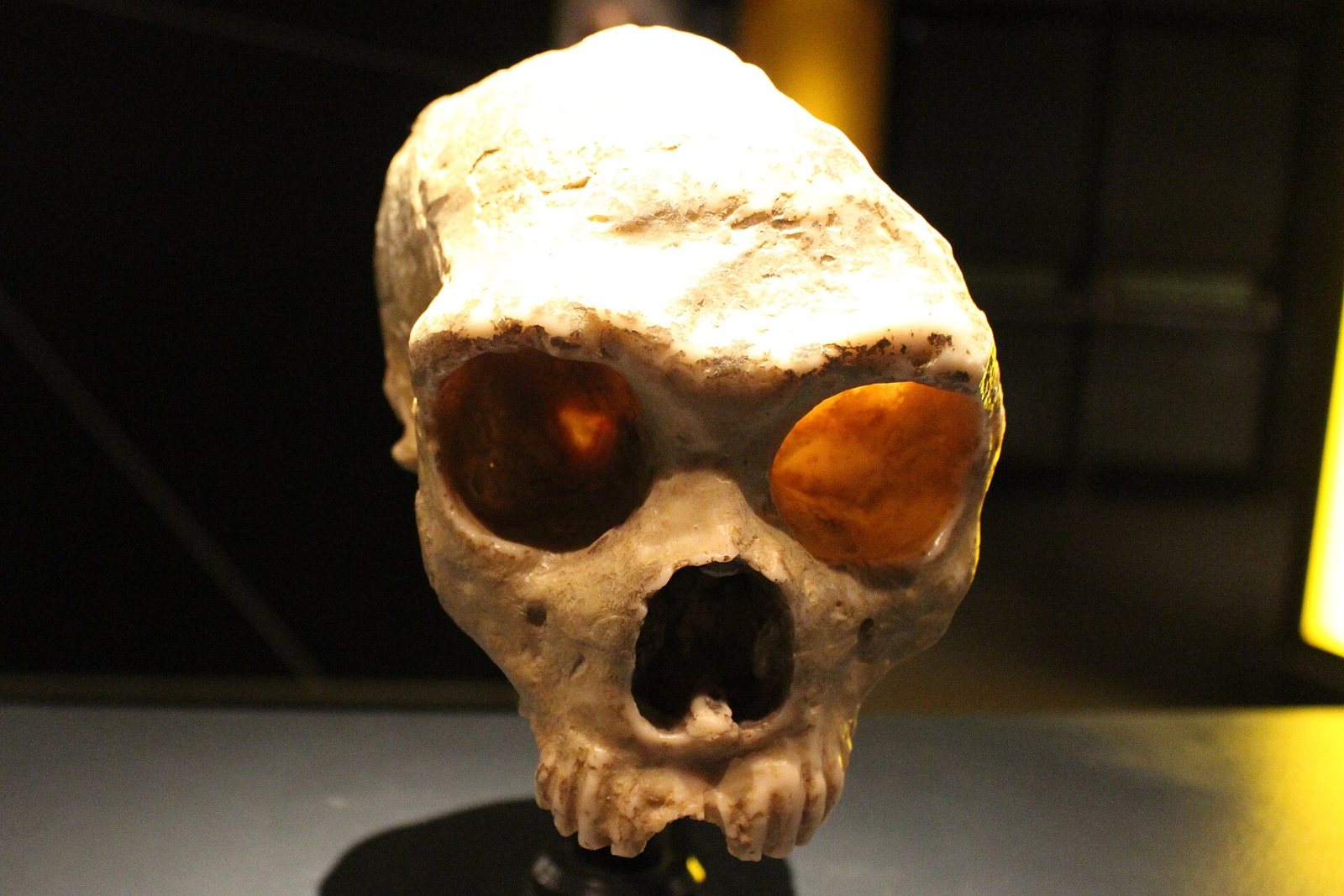 Front view of a pale Neanderthal skull on a black stand, with a heavy brow ridge over two deep eye sockets and a wide nose opening