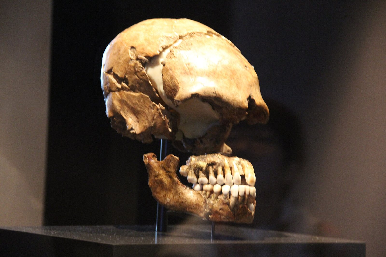 The Le Moustier Neanderthal skull on a black stand, seen from the left with the domed braincase in view and the lower jaw mounted separately below it