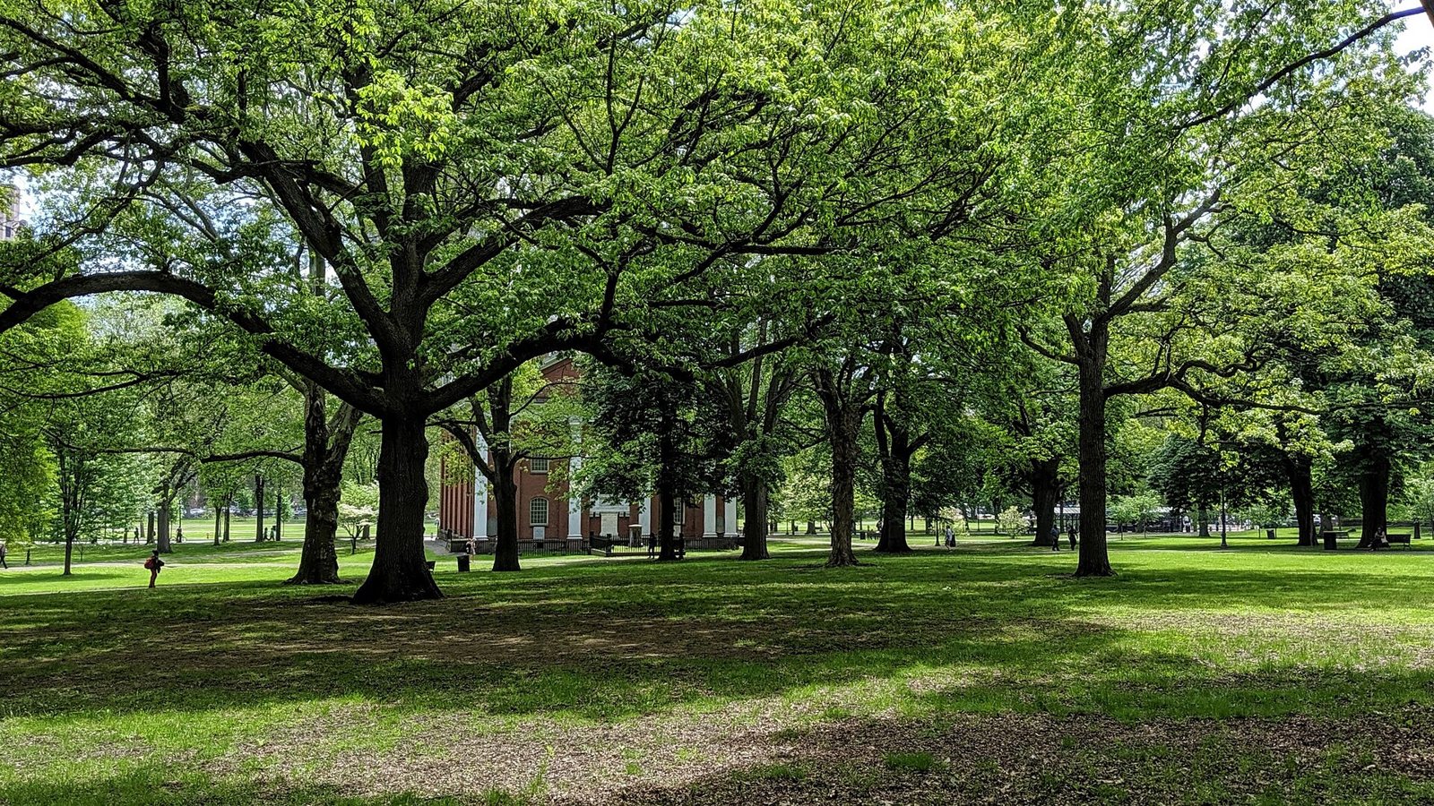 Large oak trees shading the lawn of the New Haven Green in spring, with a brick church in the distance