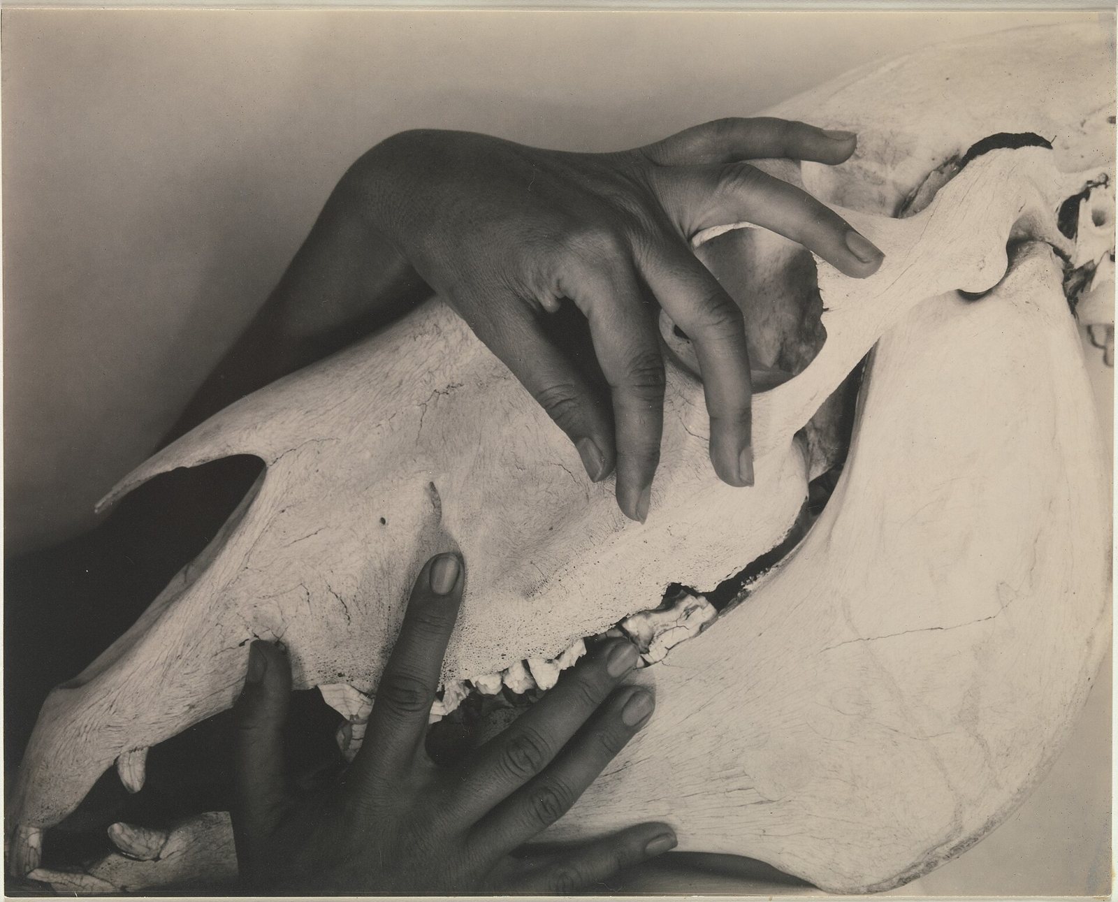 Black-and-white photograph of two hands resting on a large horse skull seen in profile, with the long jaw and teeth in view