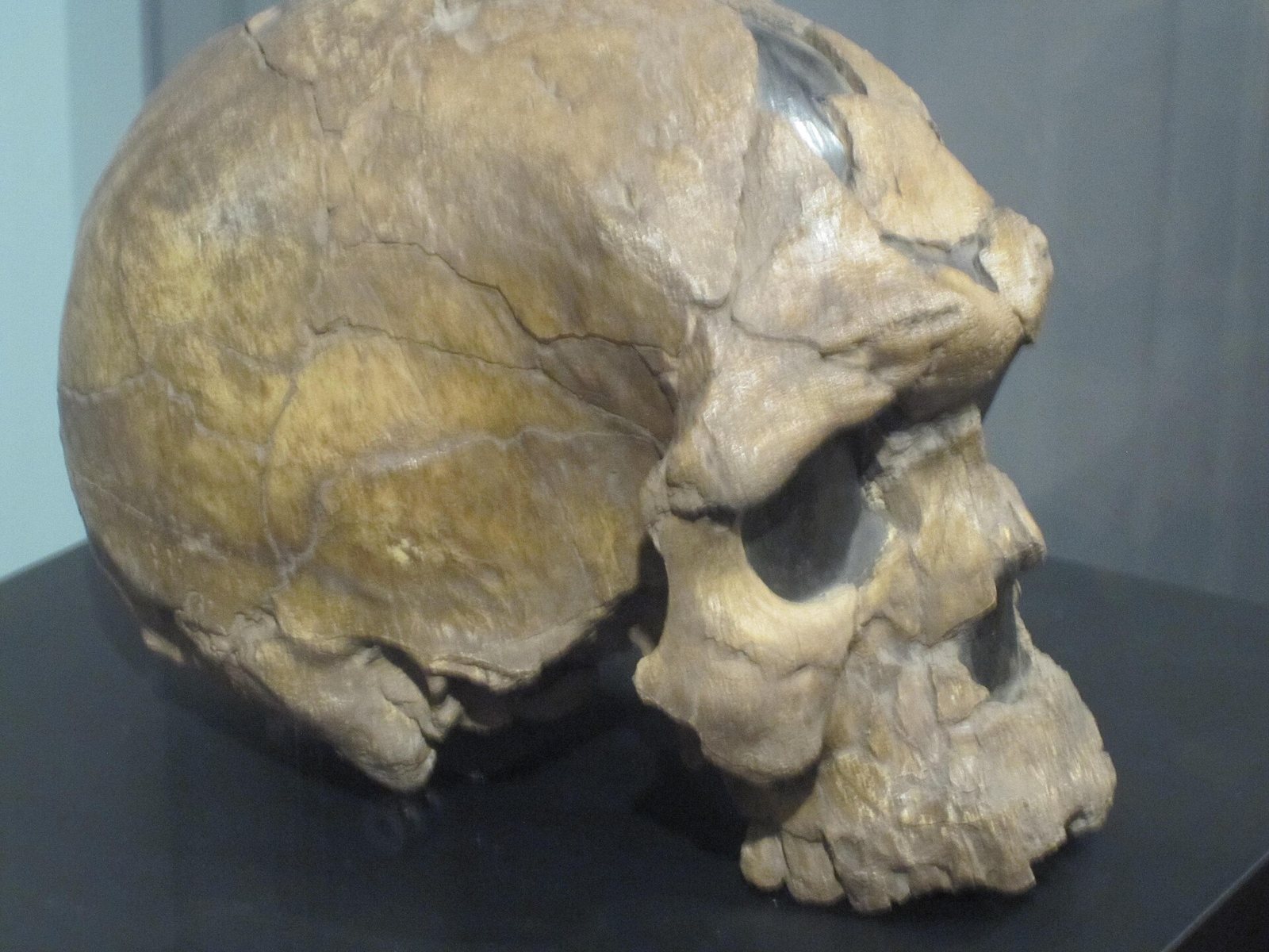 Close side view of the Herto skull, a high-domed early Homo sapiens braincase with a strong brow ridge and the lower jaw missing, on a dark stand