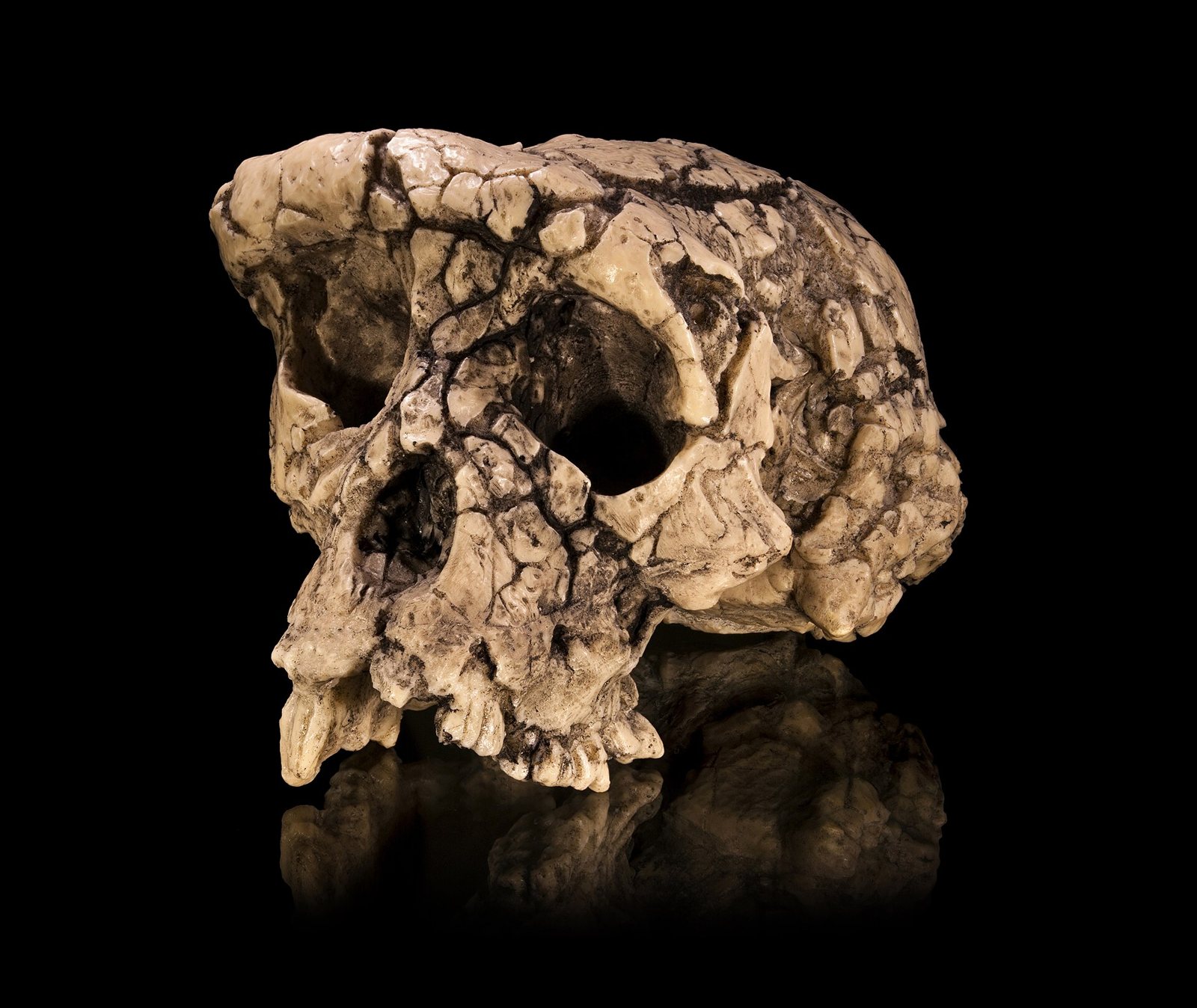 Cast of the Toumaï cranium on a black reflective surface, seen from the front left, with a heavy brow, a small braincase and cracked, fragmented bone
