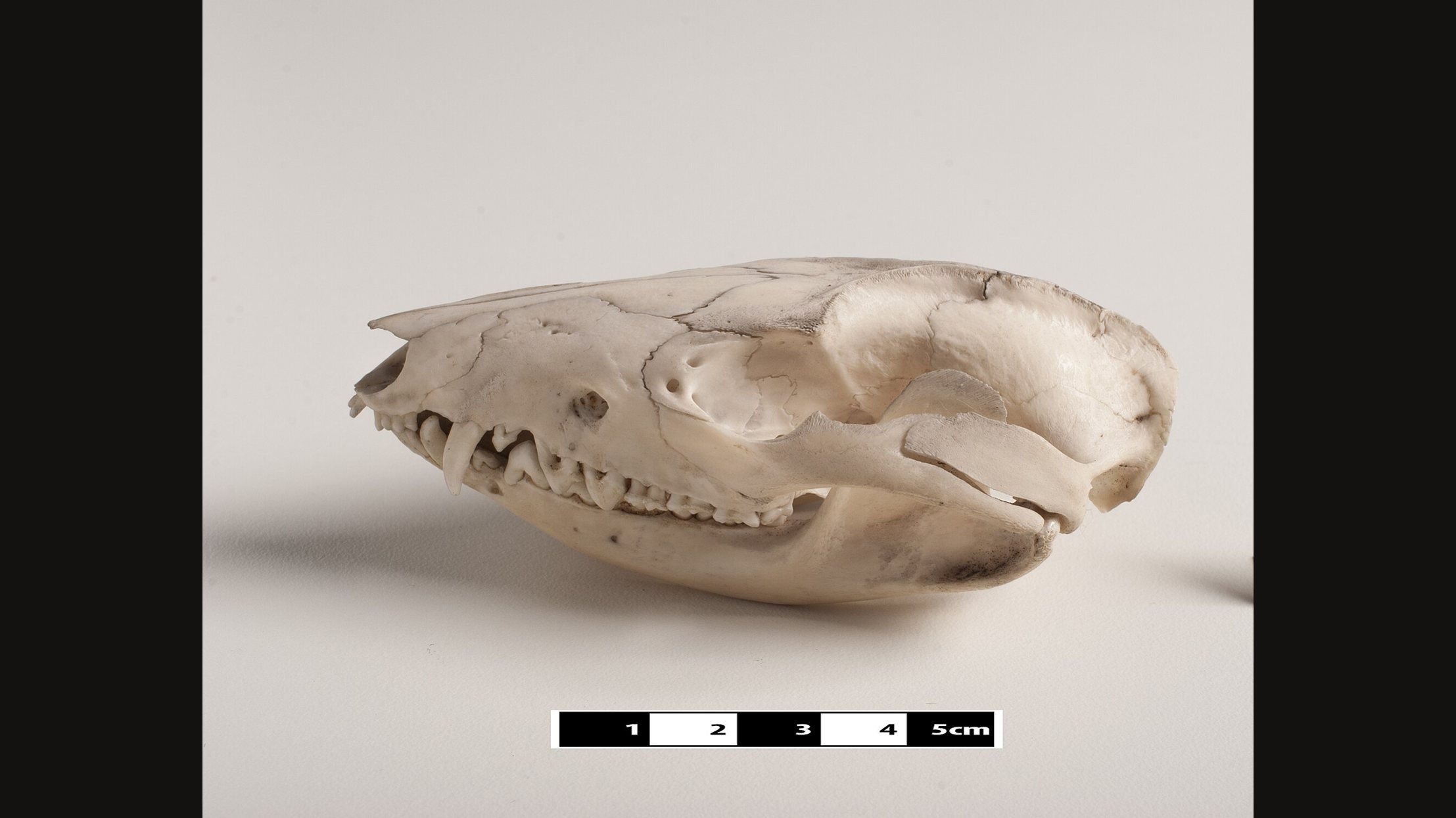 Side view of an opossum skull on a pale surface with a centimetre scale below: a long snout lined with many small teeth, large canines and a small braincase