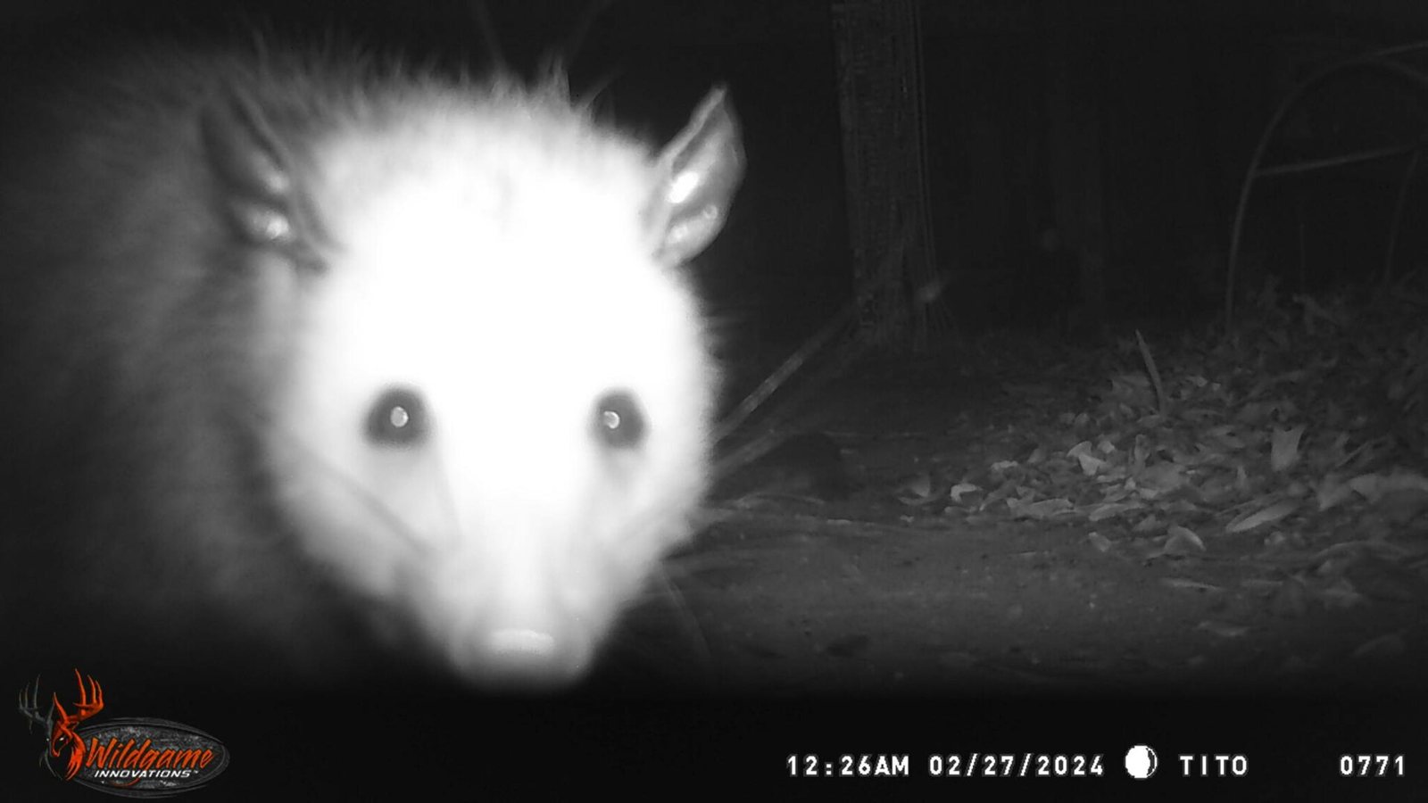 A close black-and-white night photo from a trail camera of a Virginia opossum: a pale pointed face with round dark eyes and rounded ears above leaf litter