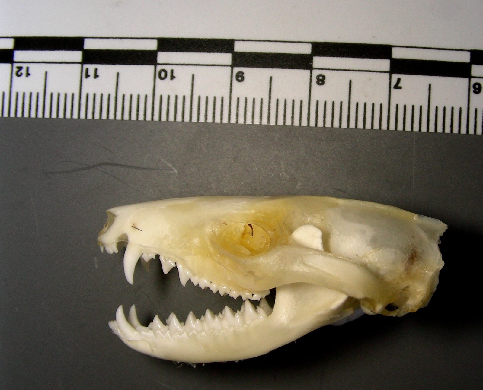 A small opossum skull with the jaw open above a ruler, showing the long canines and the long rows of tiny, serrated teeth in the upper and lower jaws