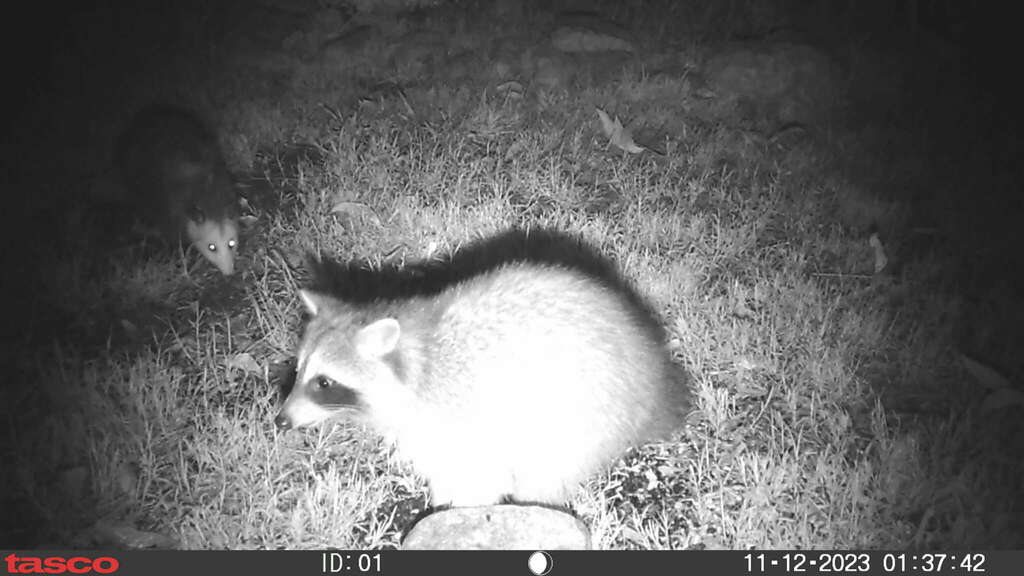 A black-and-white night photo from a trail camera on grass: a plump raccoon with a dark face mask in front, and a pale-faced opossum walking in at the back left