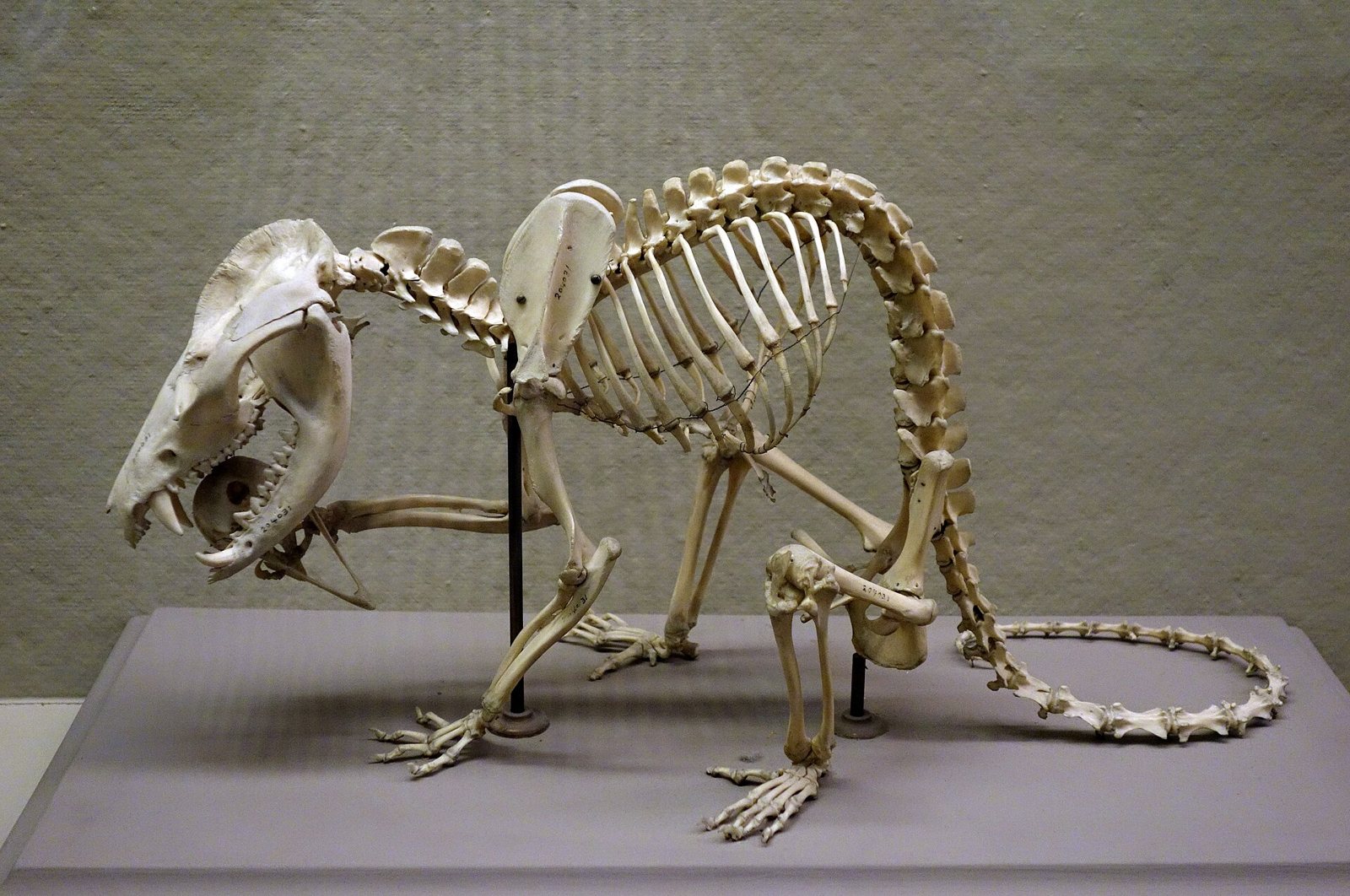 A mounted opossum skeleton on a gray platform in a museum, crouching with its jaws open, long tail curled behind and fingers spread
