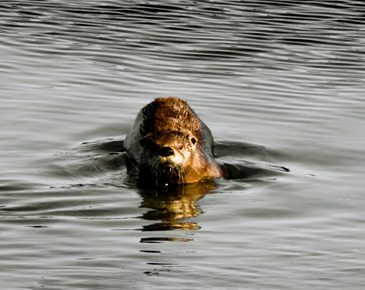 A river otter facing the camera with its head and chest above the rippled surface of a bay
