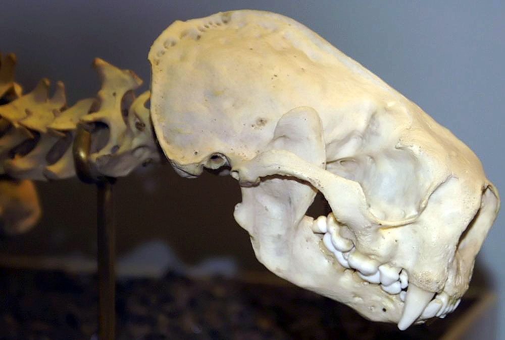 Side view of a sea otter skull and spine in a museum case, with a short blunt skull, large canines and flat rounded cheek teeth