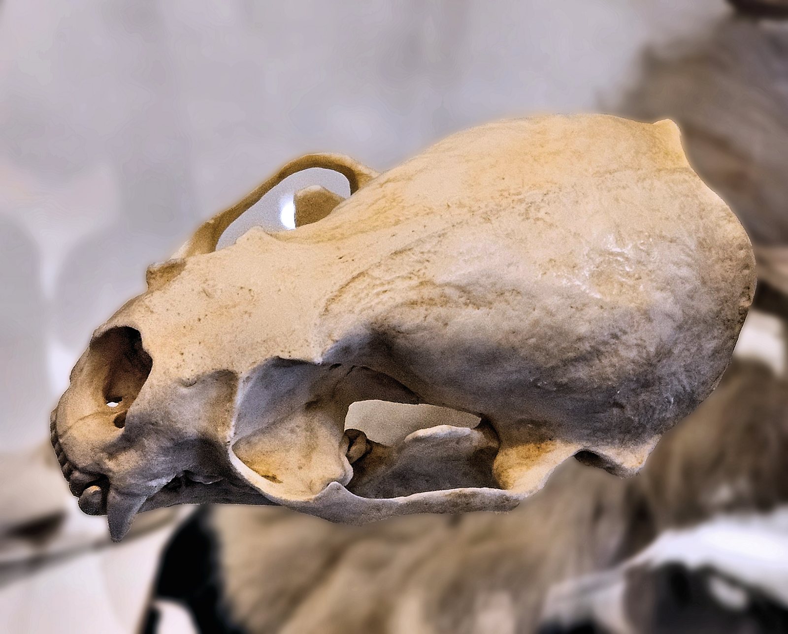 Side view of a North American river otter skull on display, with a broad flat braincase, a short snout and a slim zygomatic arch