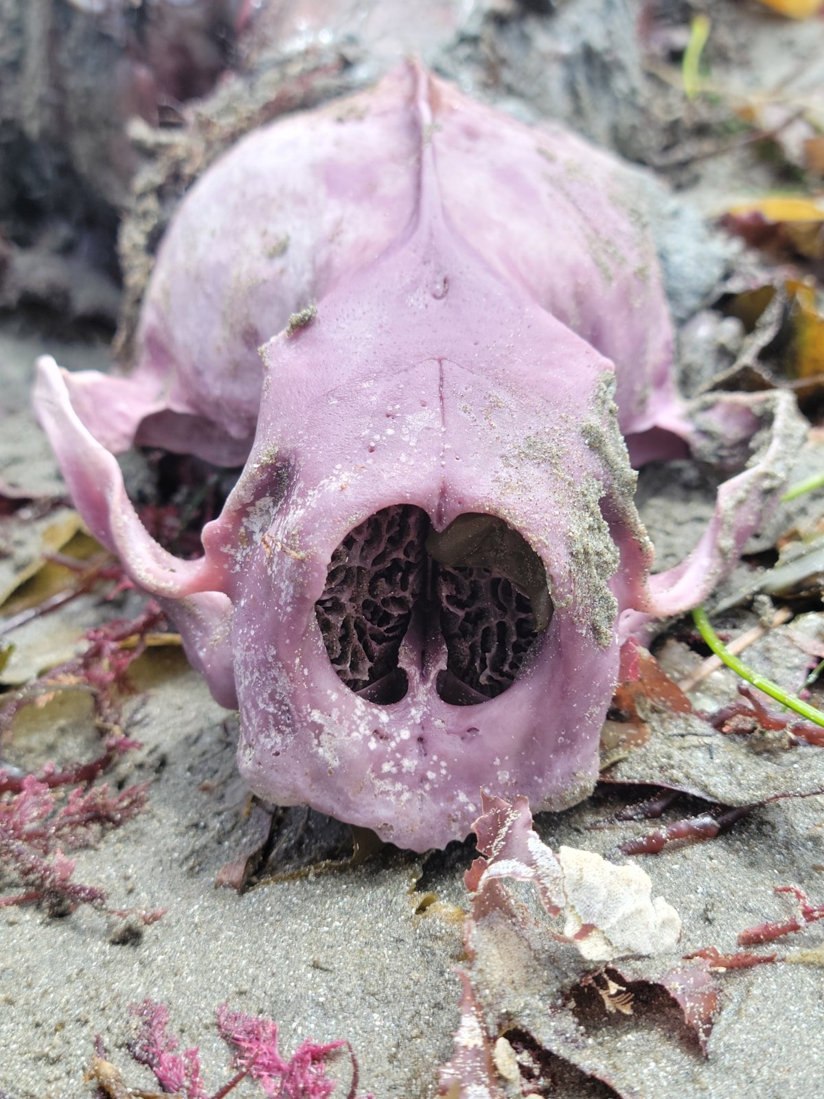 A purple-pink sea otter skull seen from the front, lying on sand among seaweed, with the nasal opening at the bottom of the frame