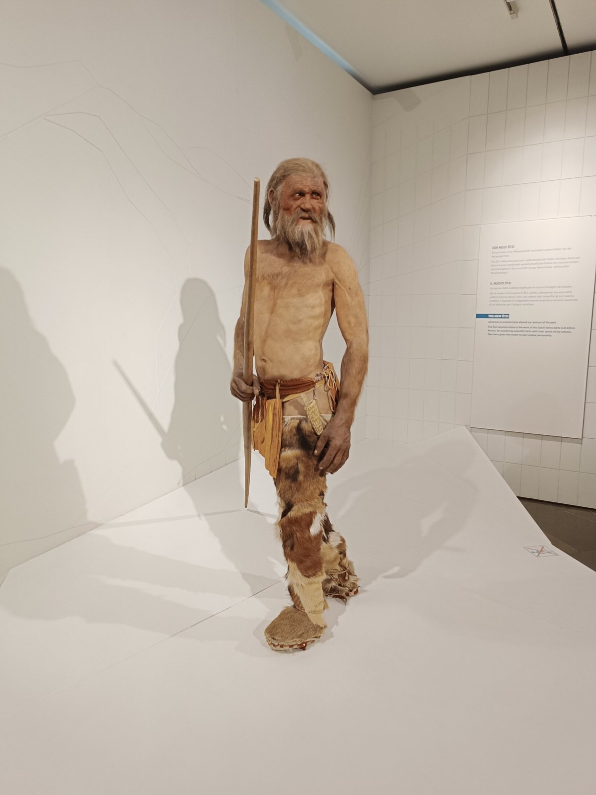 A life-sized museum reconstruction of Ötzi, a bearded figure standing in a bright white gallery, holding a long staff, in a fur loincloth and leggings
