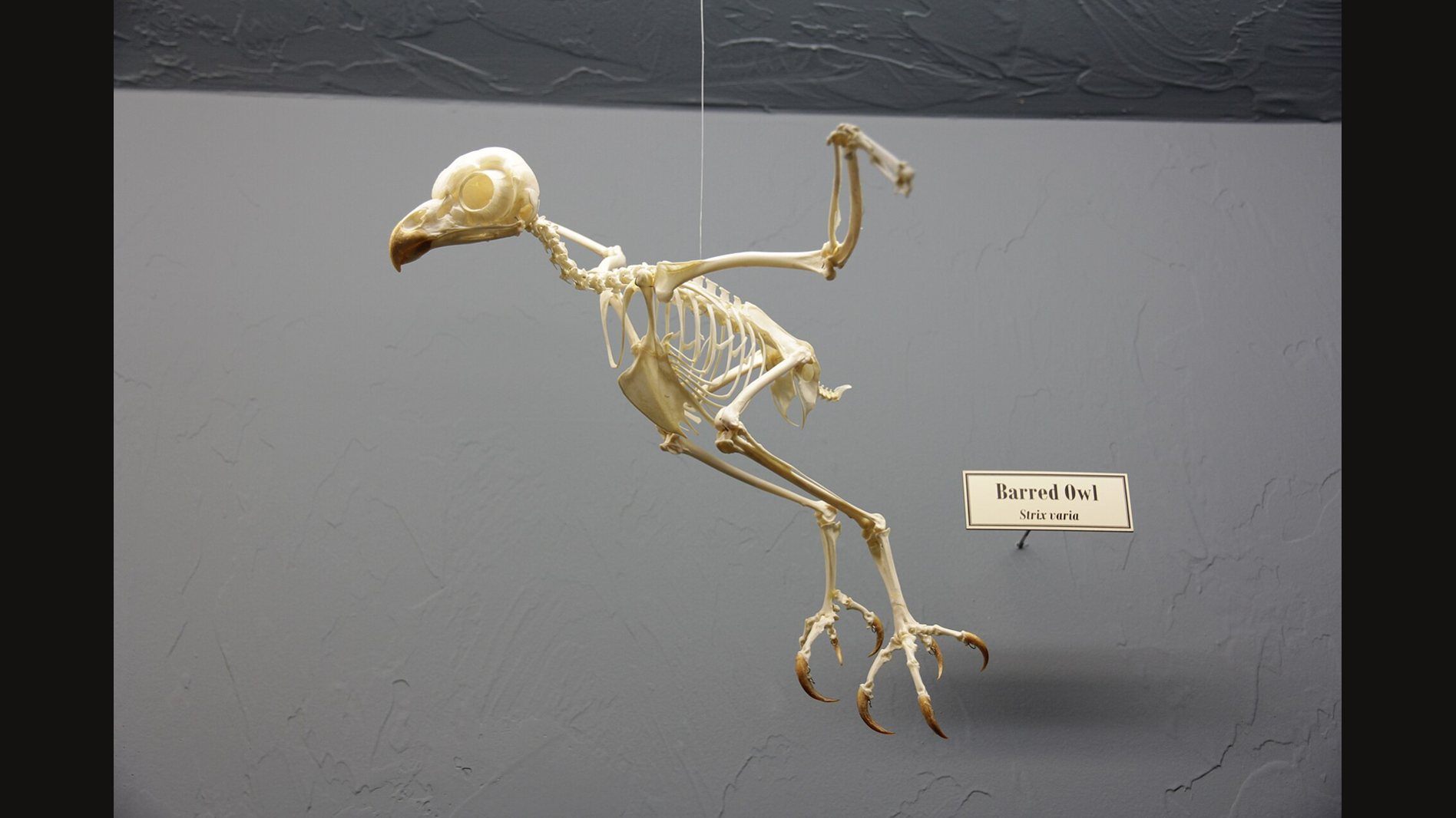 A barred owl skeleton mounted in a perched pose against a grey wall, with a small label