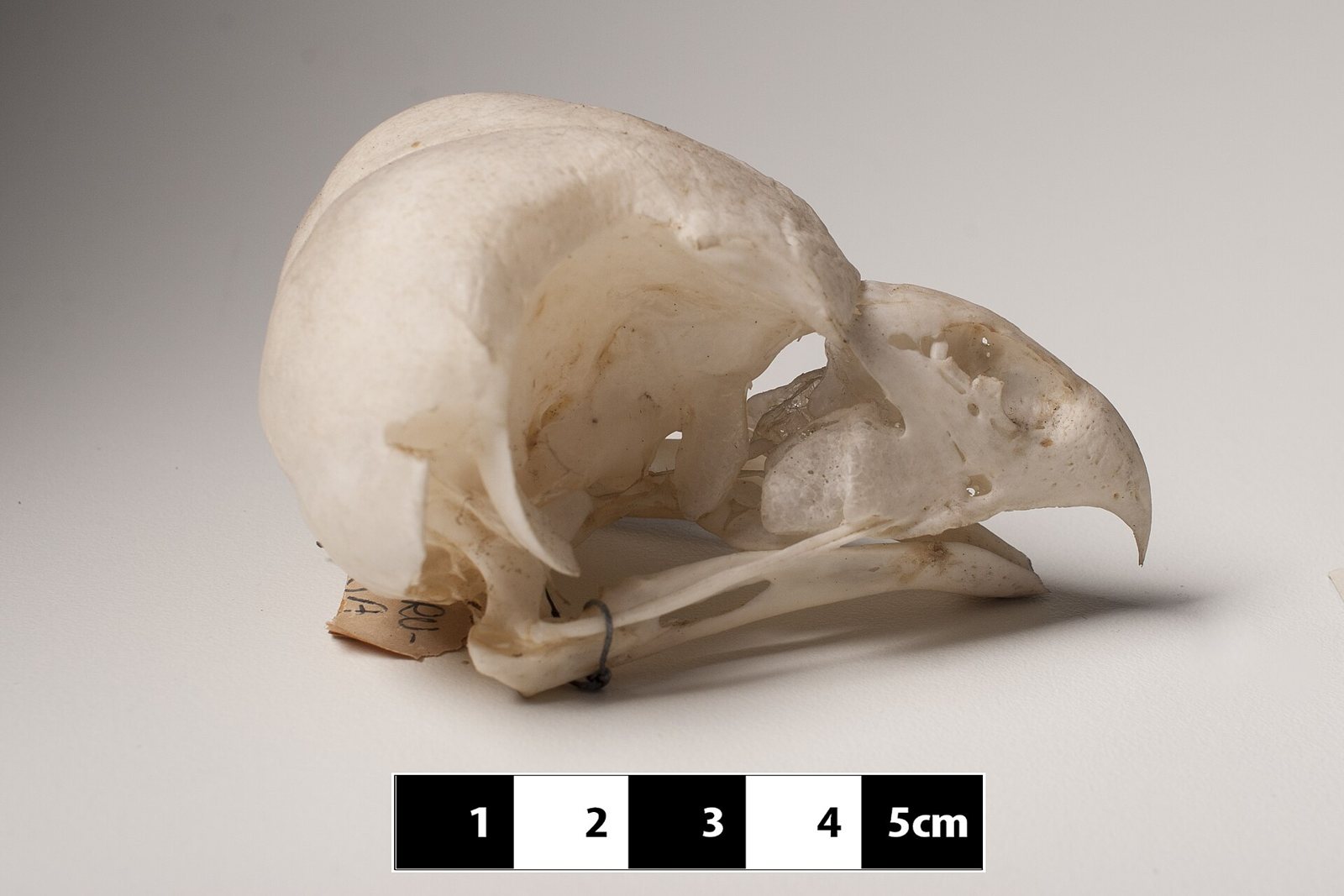 A macerated owl skull in side view beside a five-centimetre scale bar