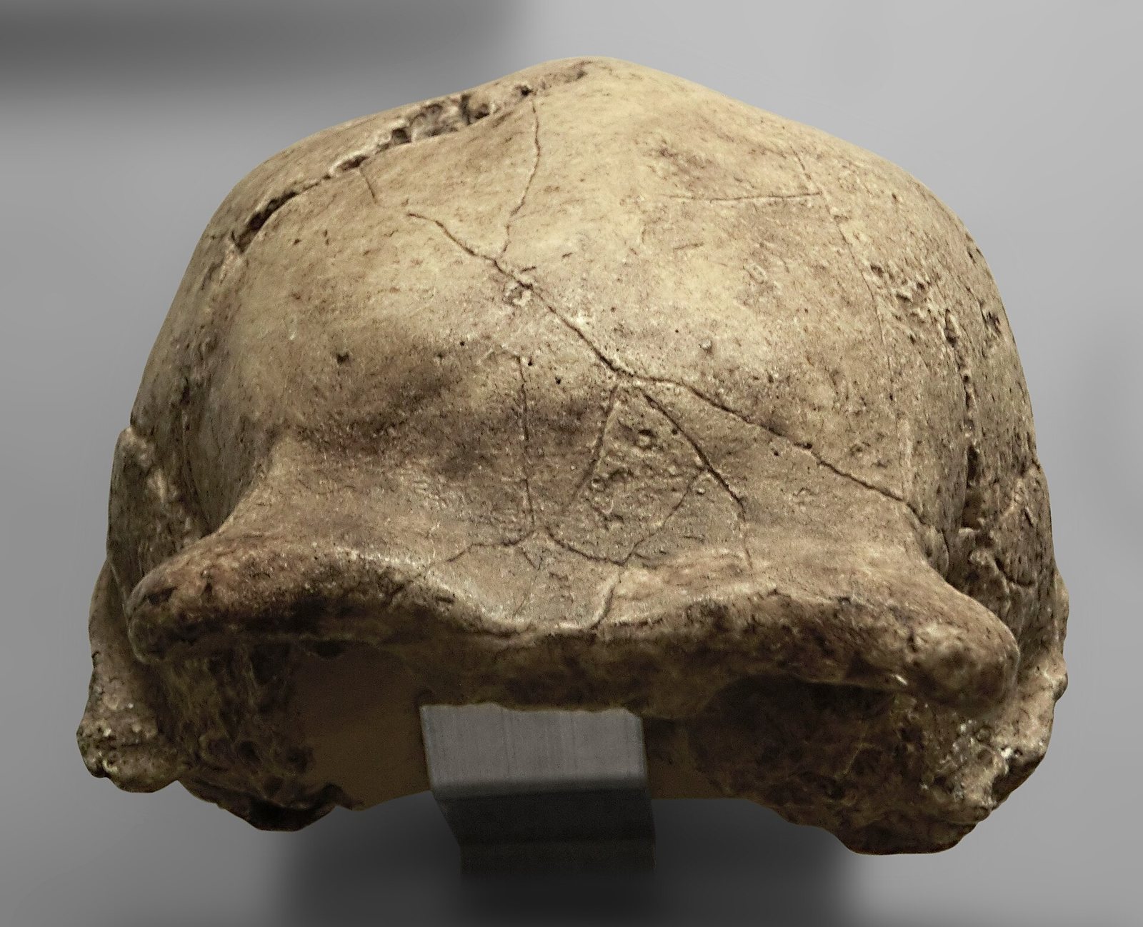 Cream-coloured plaster cast of a skullcap on a grey ground, a rounded cap of bone with a thick ridge along its lower edge and fine lines across the surface