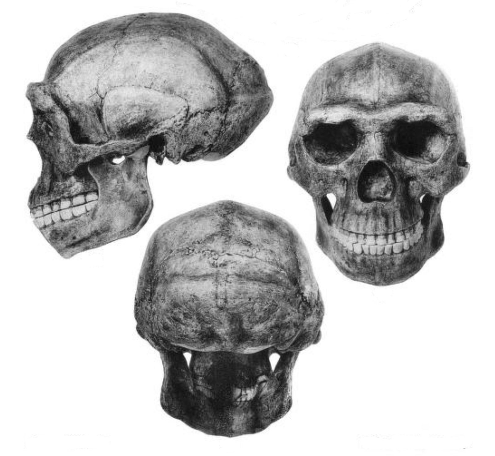Three black and white views of a reconstructed Peking Man skull on white: a side view at upper left, a front view at right and a rear view below, showing a low, thick-walled braincase