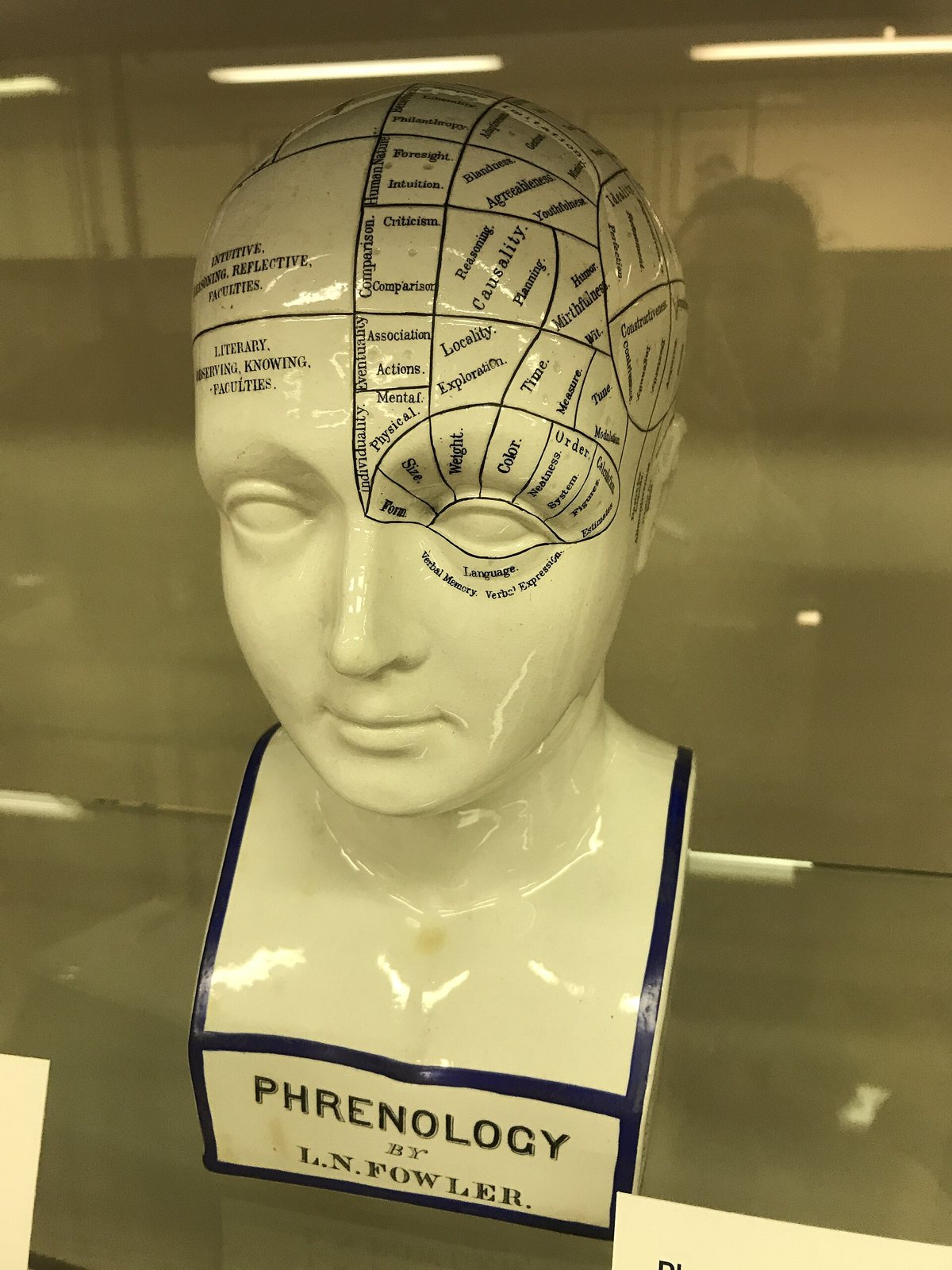 A white glazed ceramic phrenology head in a display case, its scalp divided into labelled faculties such as Causality, Comparison and Language, the base lettered Phrenology by L. N. Fowler