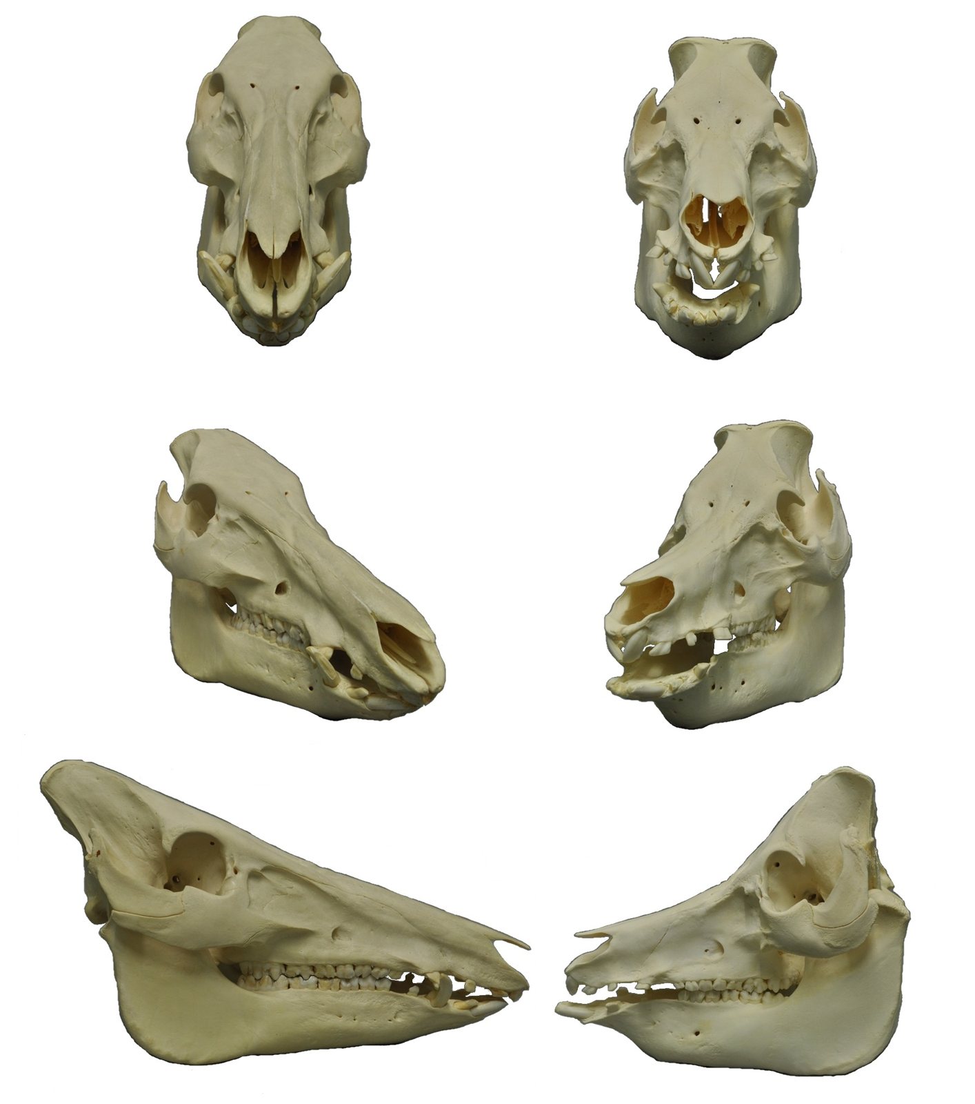 Six wild boar and domestic pig skulls in three rows on a white background, seen from the front, at an angle and from the side