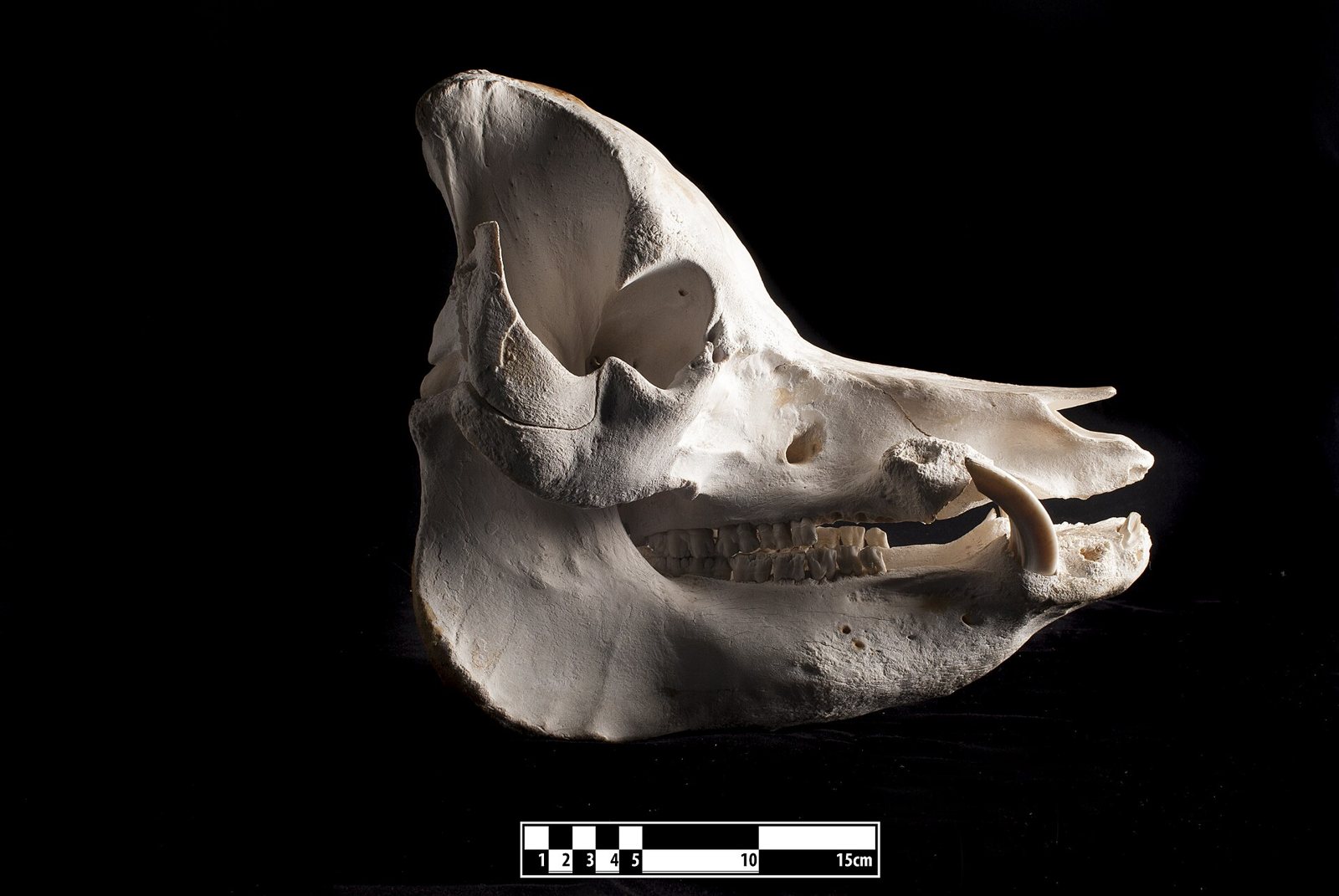 Side view of a domestic pig skull on a black background with a scale bar, with a long snout, a small braincase and a curved canine tooth