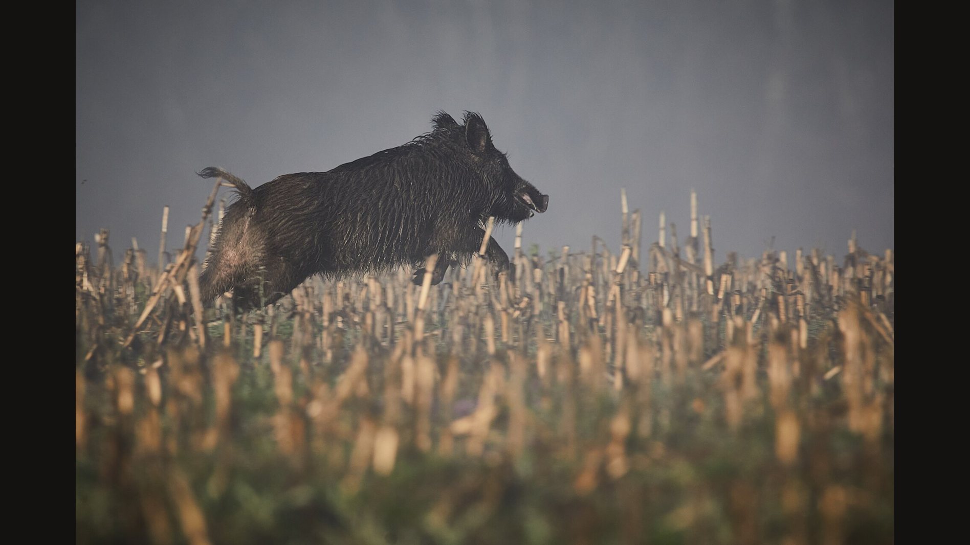 A dark wild boar leaping through a stubble field in morning mist