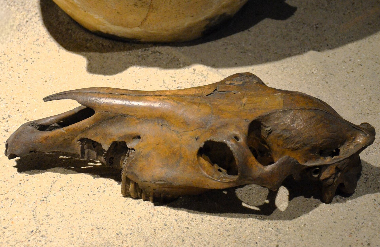 Side view of a brown, stained pig or boar skull with a heavy ridge over the eye socket, resting on a pale surface