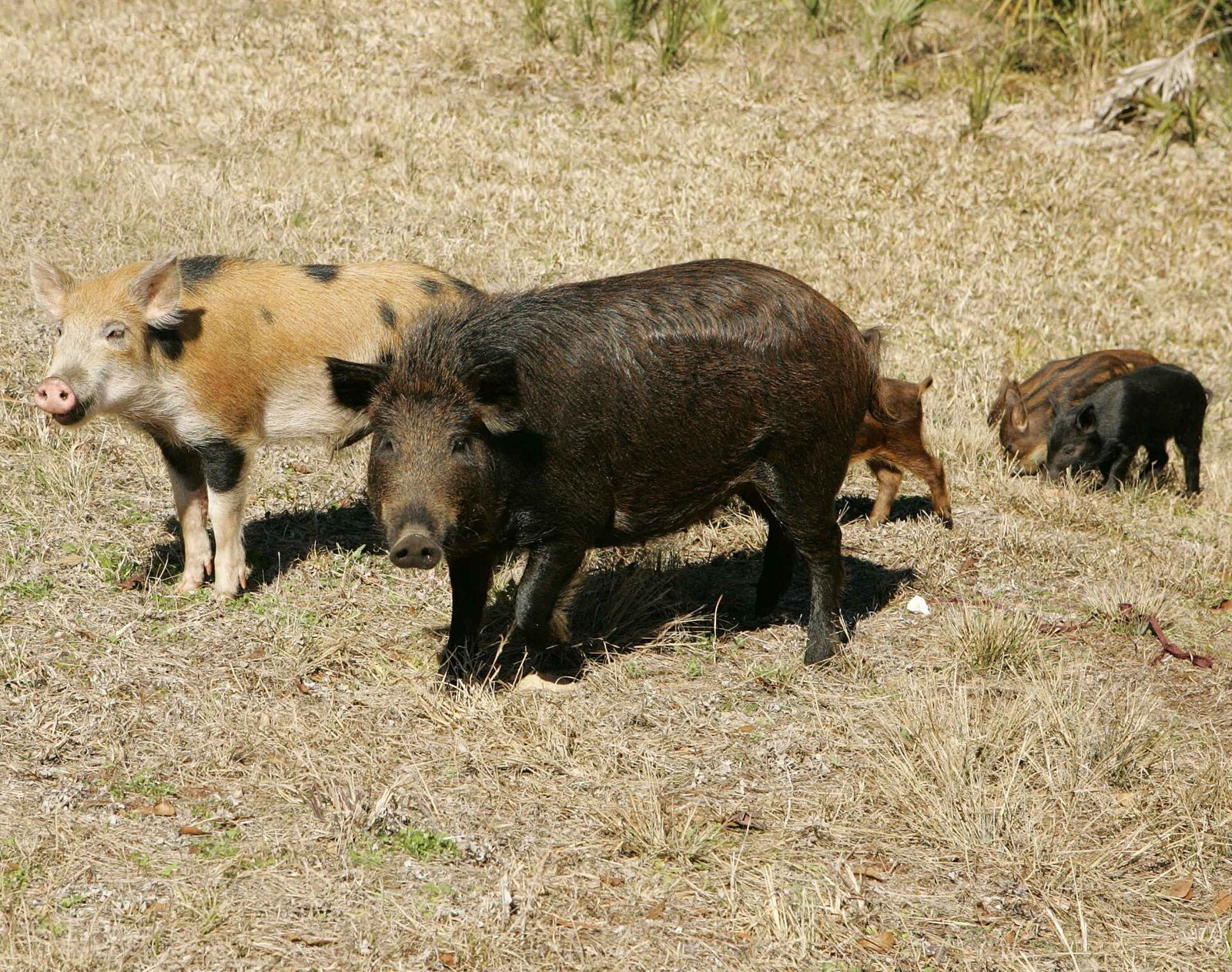 Wild hogs standing on dry grass: a large dark hog, a pale spotted one and two small piglets