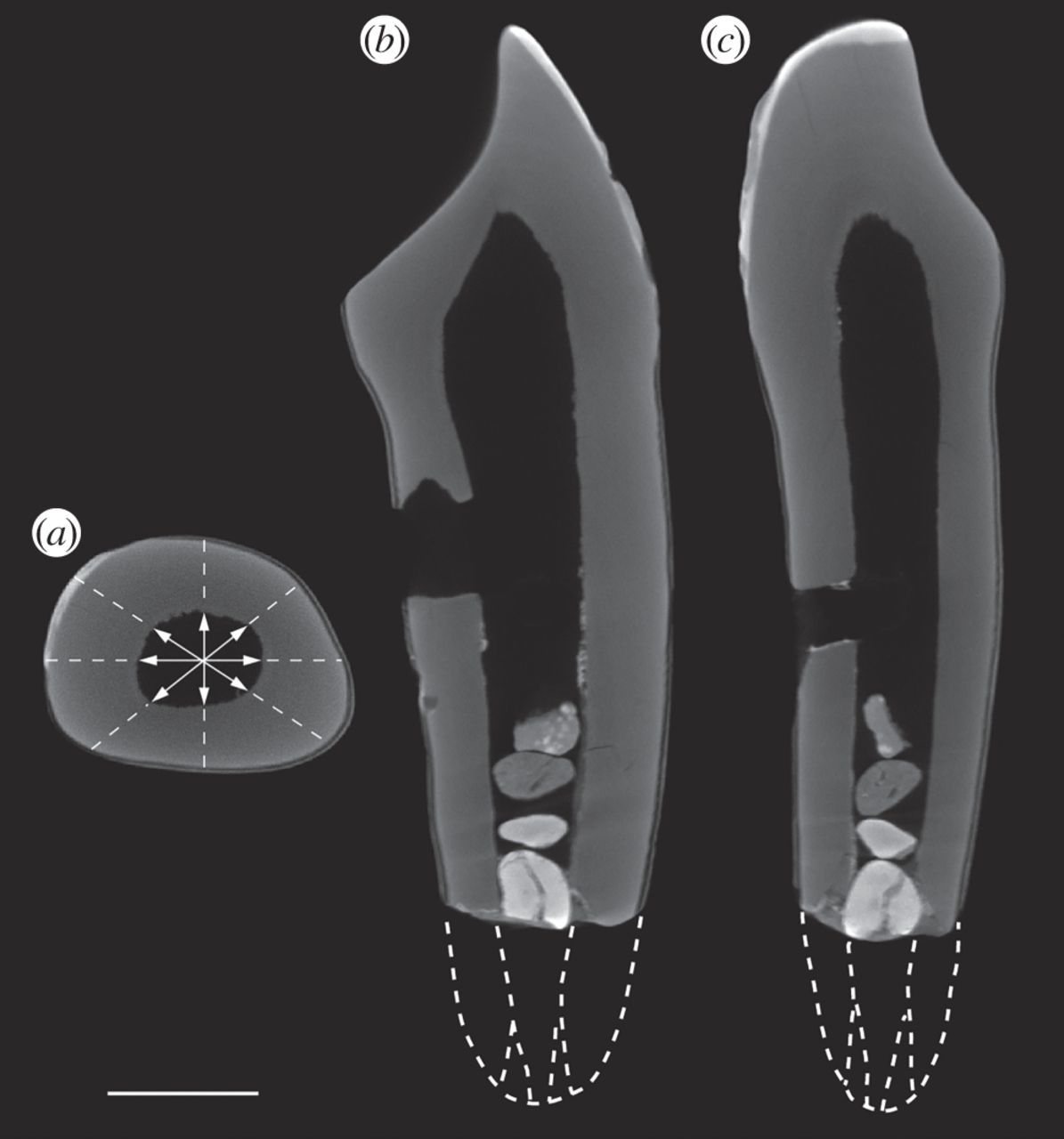 Three grey CT scan views of the Piltdown canine tooth on a dark background, showing the root and the lost enamel, with dotted lines marking where the undamaged root would be