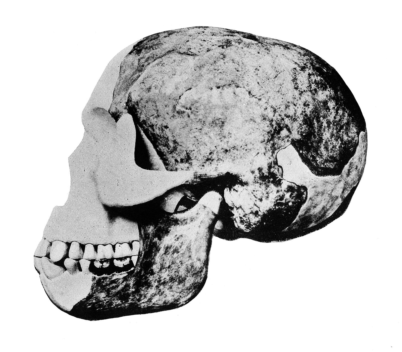 Black-and-white photograph of a reconstructed skull in side view, with a mottled grey and black braincase, a heavy jaw and a row of teeth
