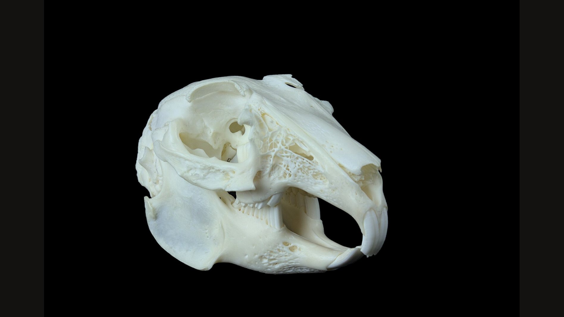 A white rabbit skull on a black background, seen from the front and side with the jaw slightly open: two long curved front teeth, a lace of fine bone in the side of the snout and a large round eye socket