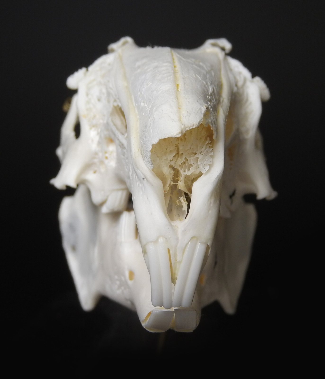 A rabbit skull seen head-on against black: two long grooved upper incisors with a second, smaller pair tucked behind them, a pair of lower incisors, and a fretwork of delicate bone showing through an opening in the snout