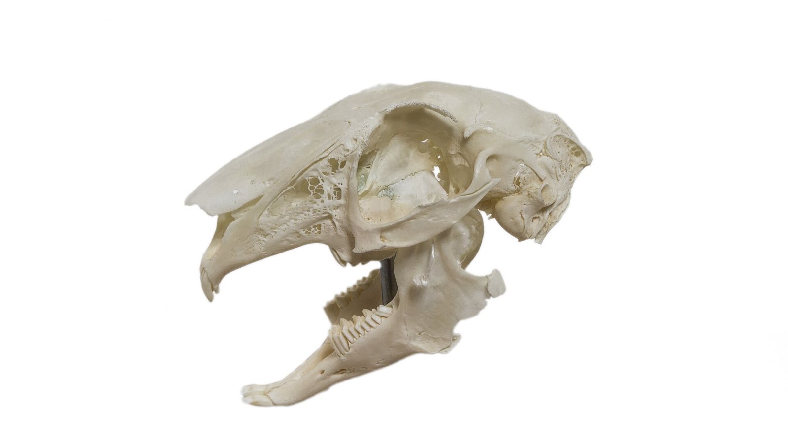 A European hare skull on a white background with the jaw open: a long, slender snout with a windowed side, a large eye socket, and a row of grinding cheek teeth along the lower jaw