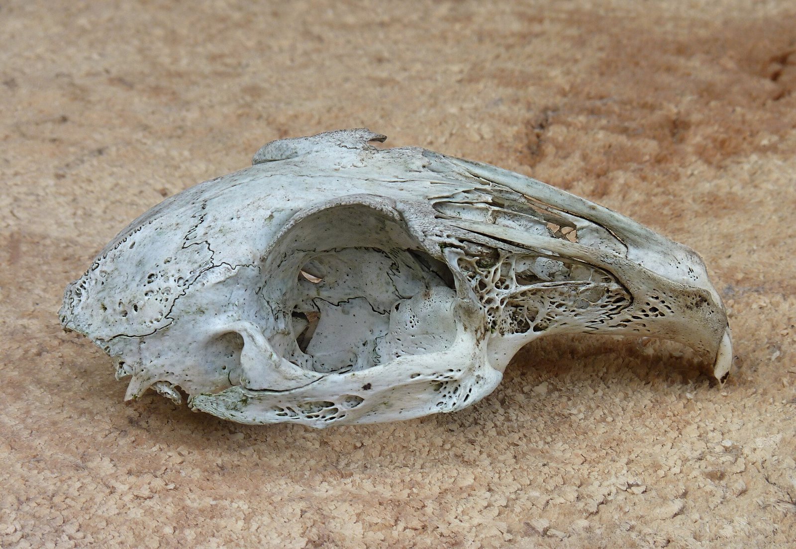 The side of a weathered gray-white rabbit skull lying on sandy ground, with a big eye socket, a long snout whose side is a net of thin bone, and a single curved front tooth at the tip