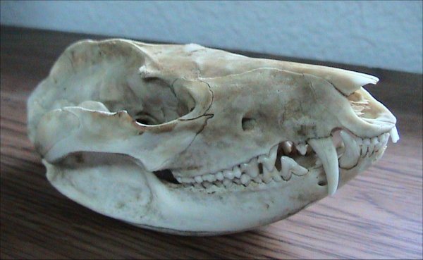 Vista lateral de un cráneo de zarigüeya de Virginia sobre una superficie de madera, con un hocico largo, una caja craneana pequeña y una dentadura completa de dientes pequeños
