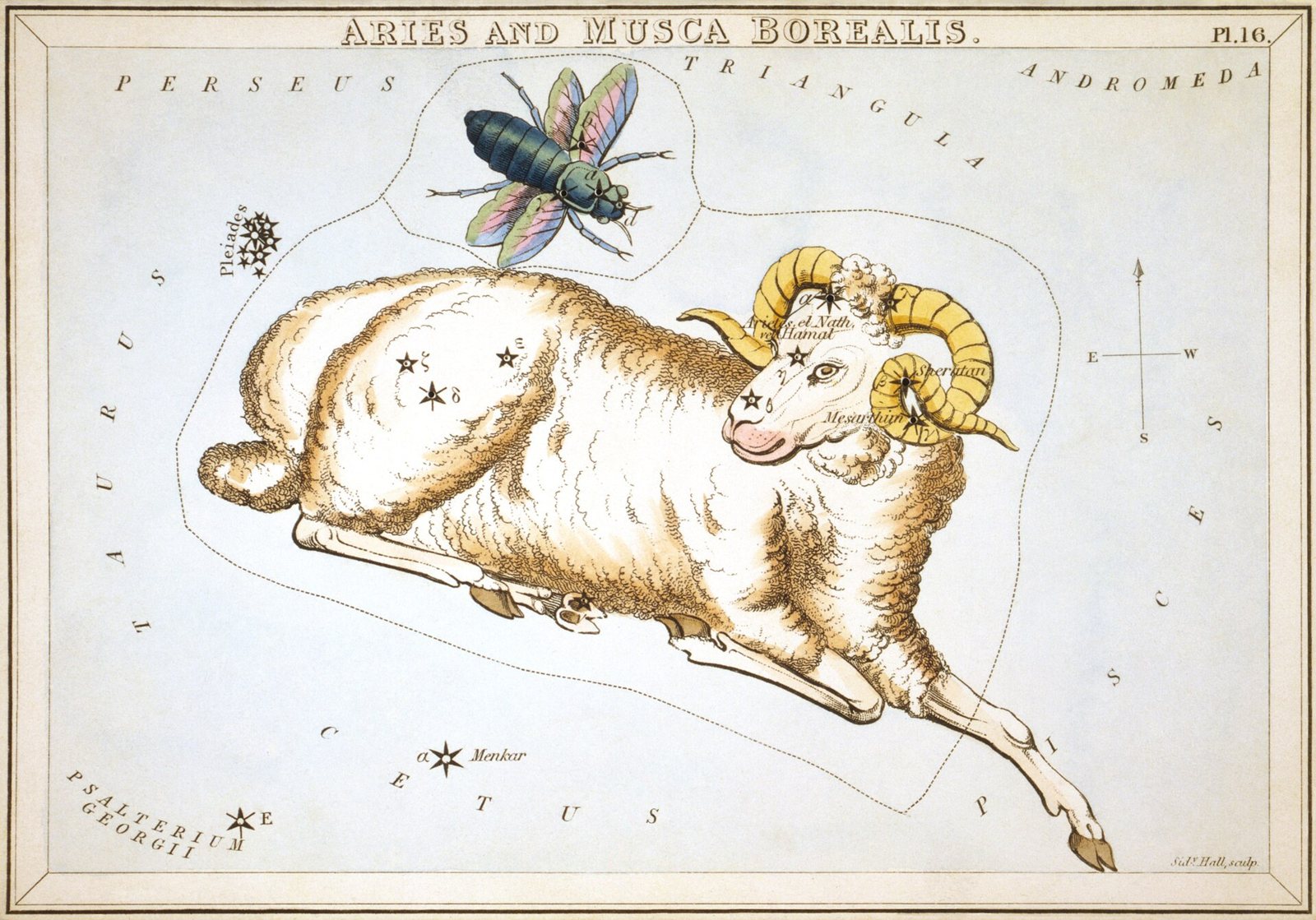 A coloured star chart of the constellation Aries drawn as a golden-horned ram lying down, with a winged fly above it and labelled neighbouring constellations