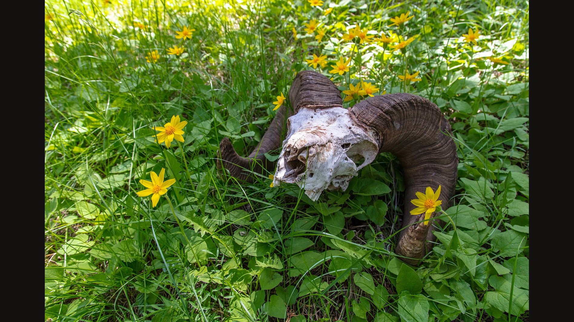 A bighorn ram skull with heavy curled horns lying in a green meadow among yellow arnica flowers