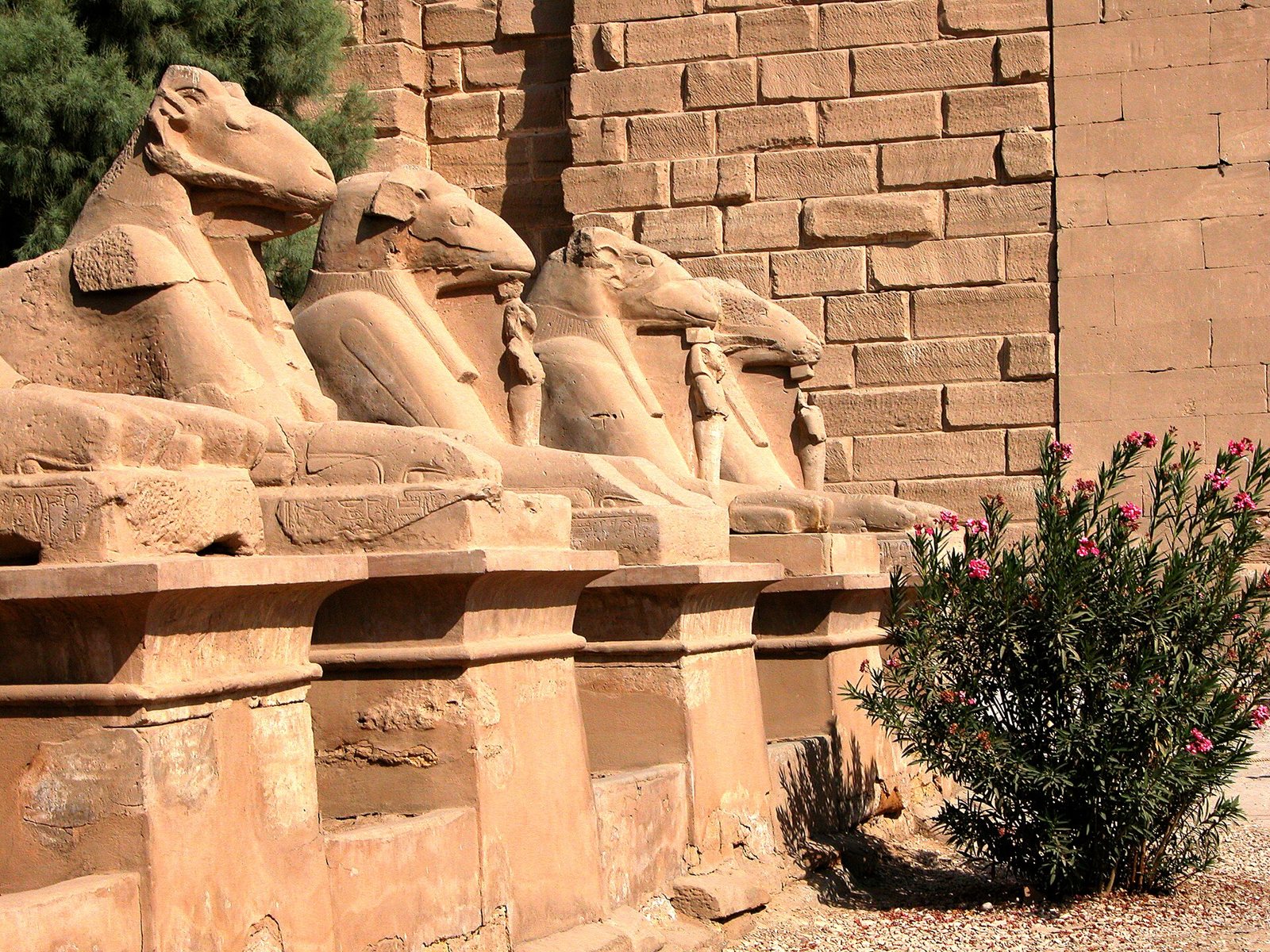 A row of stone sphinxes with ram heads on low plinths beside a sandstone wall, with a flowering oleander bush at right